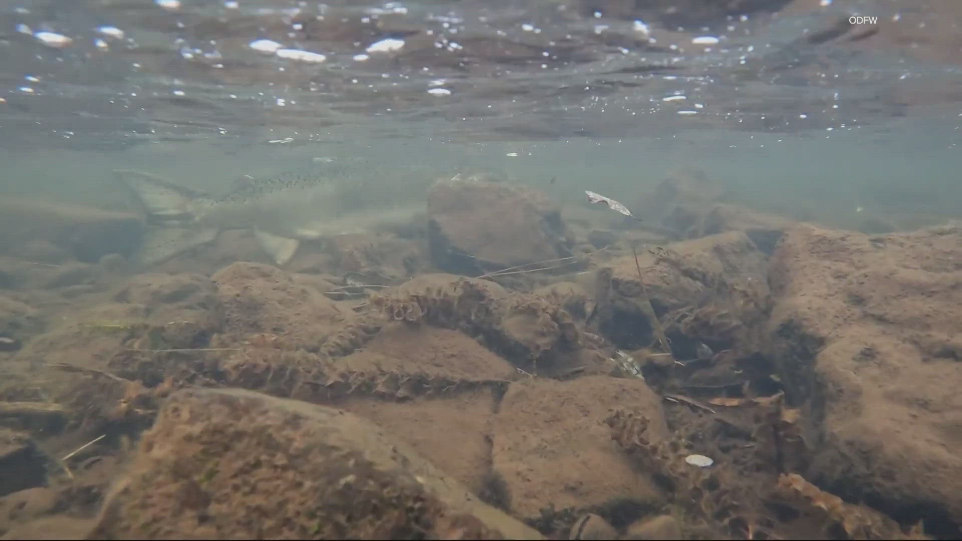 For the first time since 1912, wildlife officials say salmon are returning to tributaries on the Oregon side of the Klamath Basin.