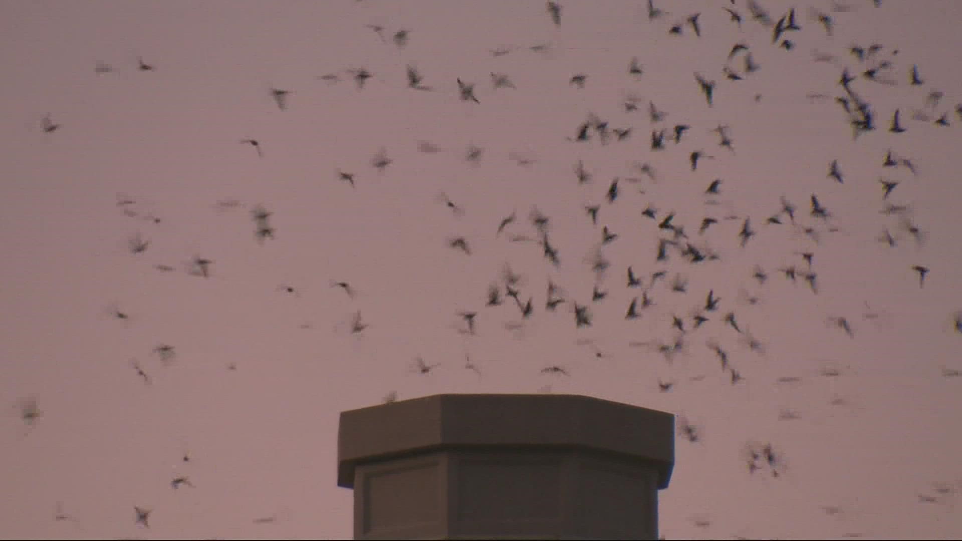 Every year in September, thousands of small and speedy Vaux's swifts swarm the chimney at Chapman Elementary — one of the largest known roosting sites for the birds.