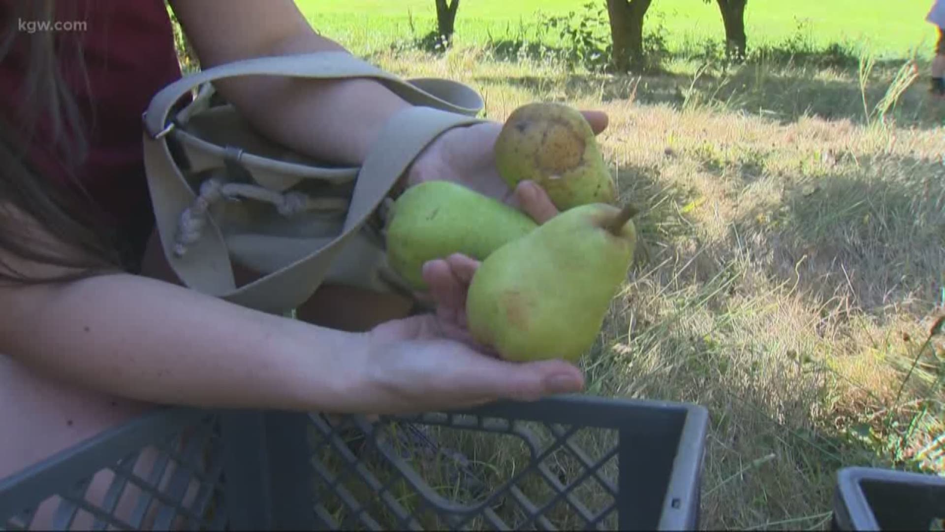 Pick A Pear-A-Thon harvest is on!