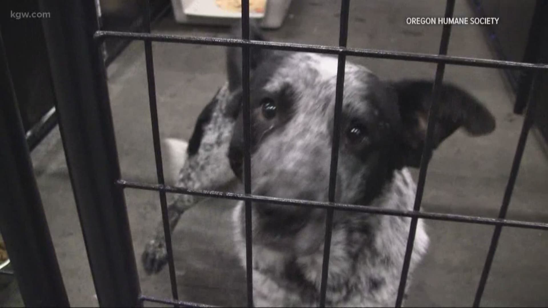 Oregon Humane Society takes in 17 new dogs