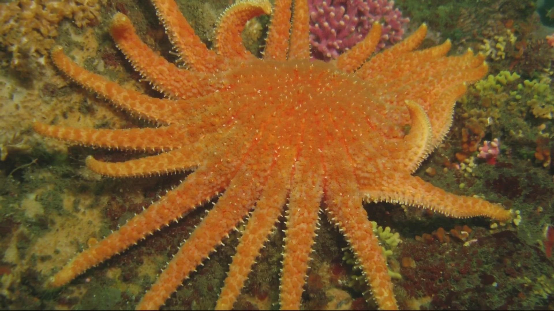 Sea stars began vanishing in 2013 due to a mysterious wasting disease. Without them, sea urchin populations have exploded.