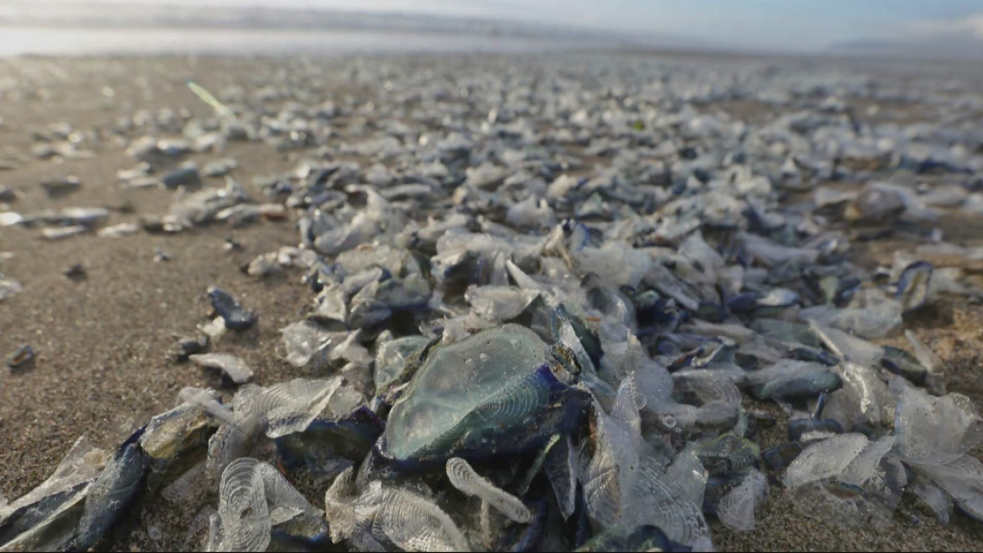 Have you seen those purple jellyfish-like creatures on the beach? As Keely Chalmers reports, research shows those mass strandings are tied to warmer oceans.