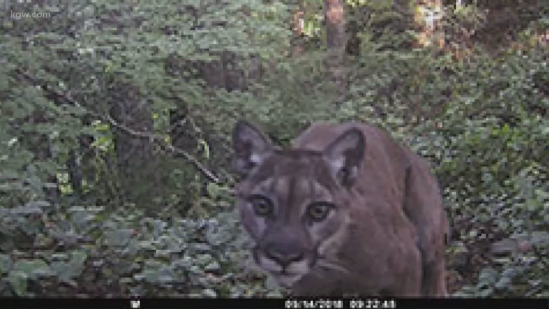 Oregon wildlife officials believe they killed the right cougar.