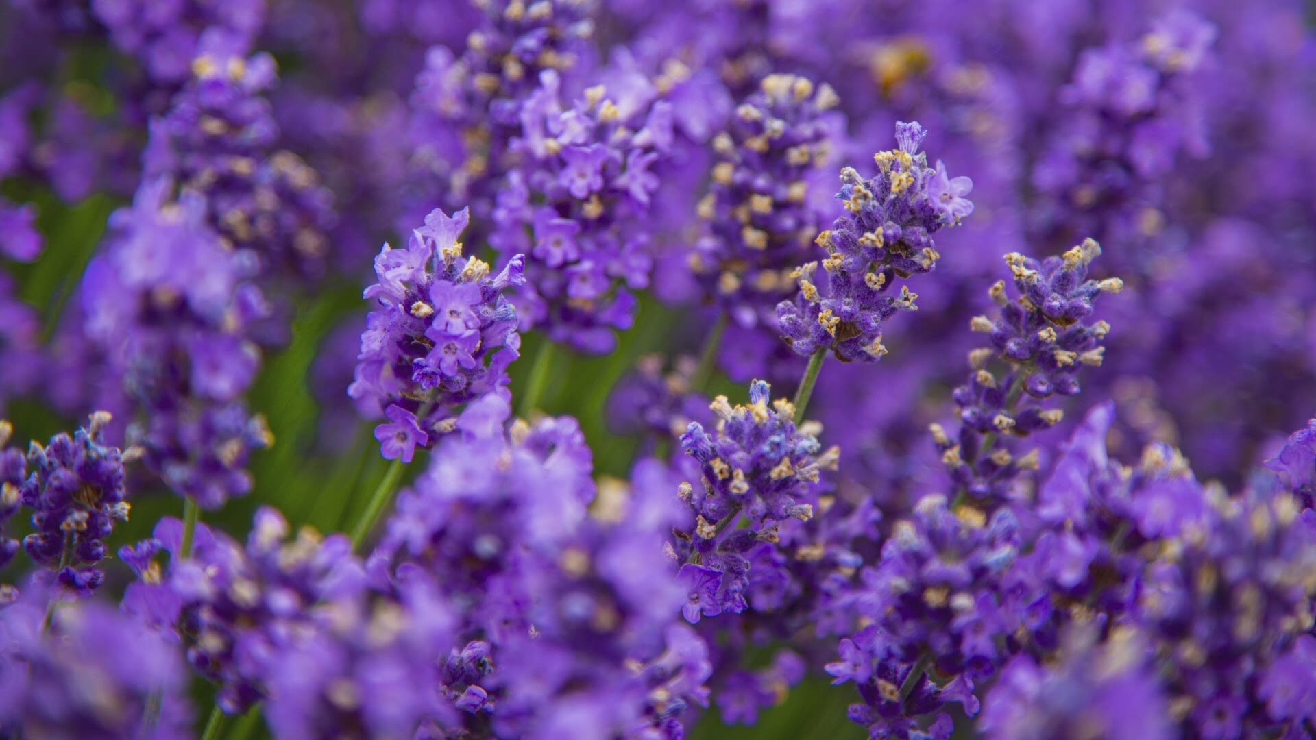 The 16th annual Lavender Festival was canceled, but u-pick farms hope people will head out to enjoy the sunshine, flowers and lavender-infused sno-cones.