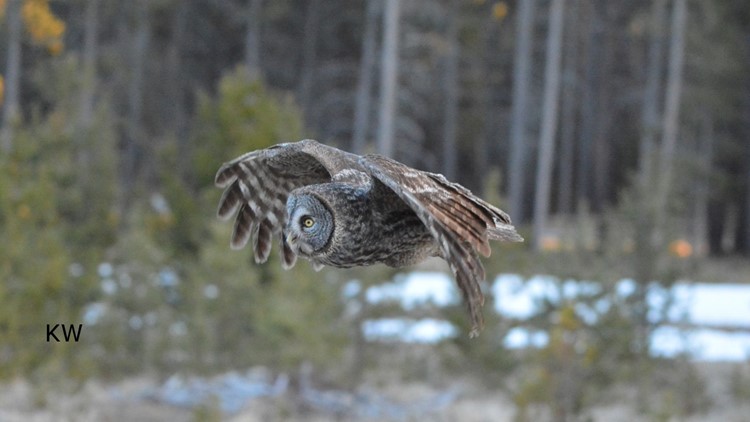 great gray owl flying