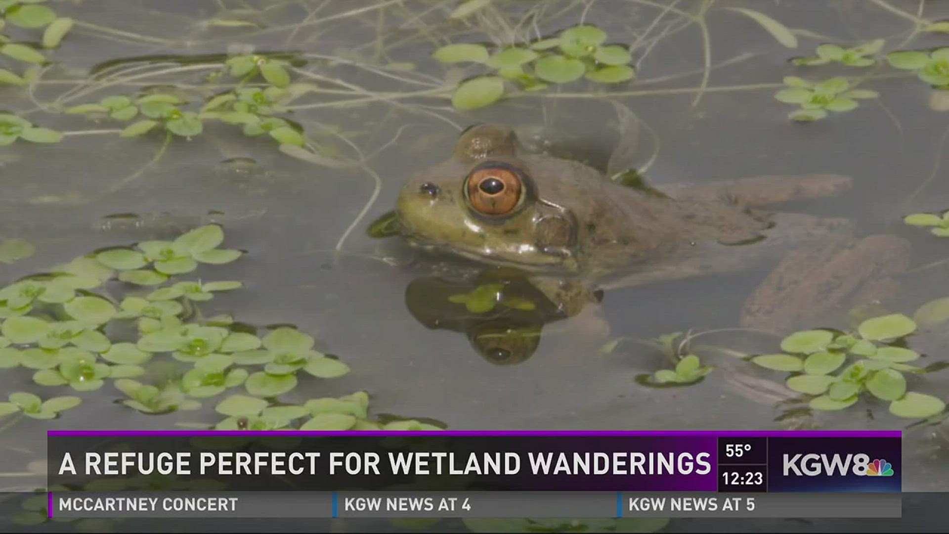 Grant's Getaways: A Refuge Perfect For Wetland Wandering