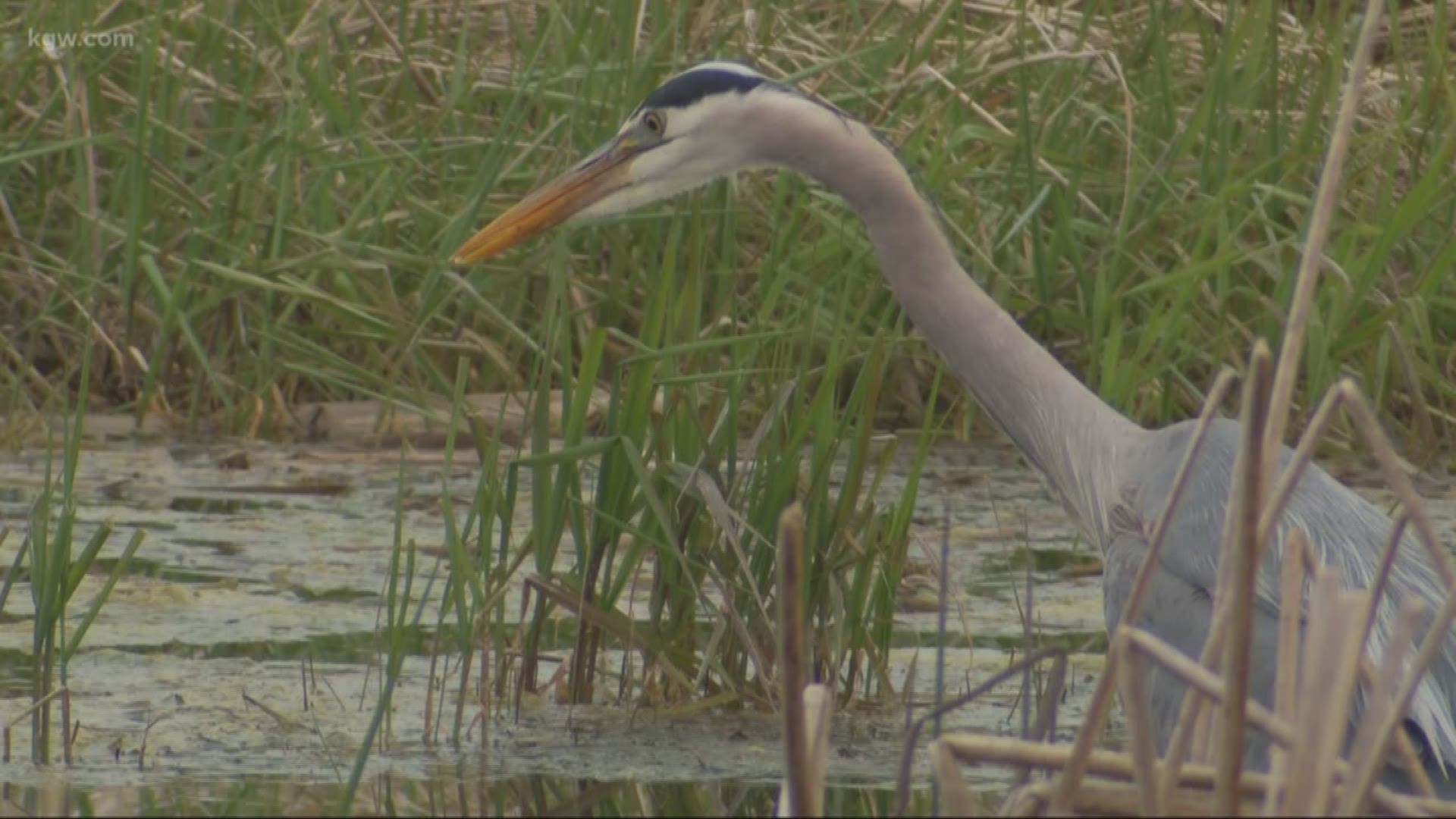 Grant's Getaways: Ladd Marsh