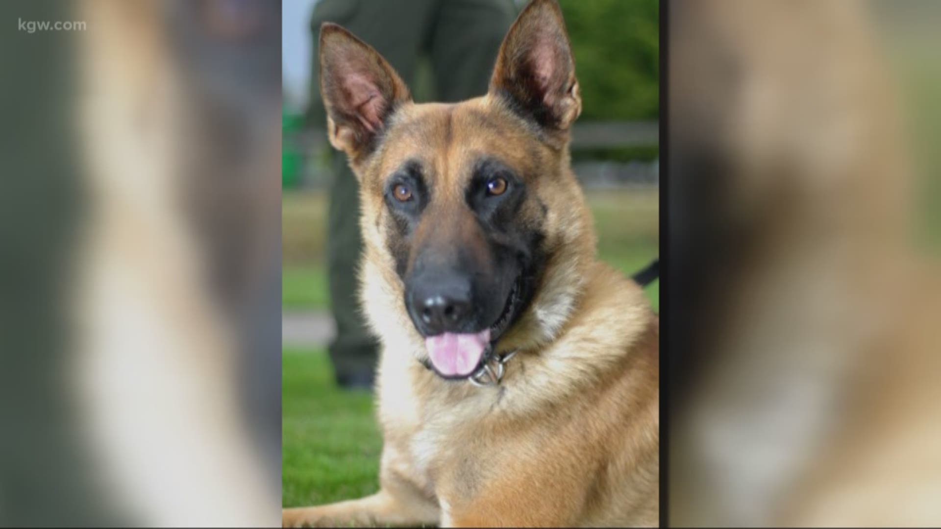 Nero, a retired Clackamas County K9, has died