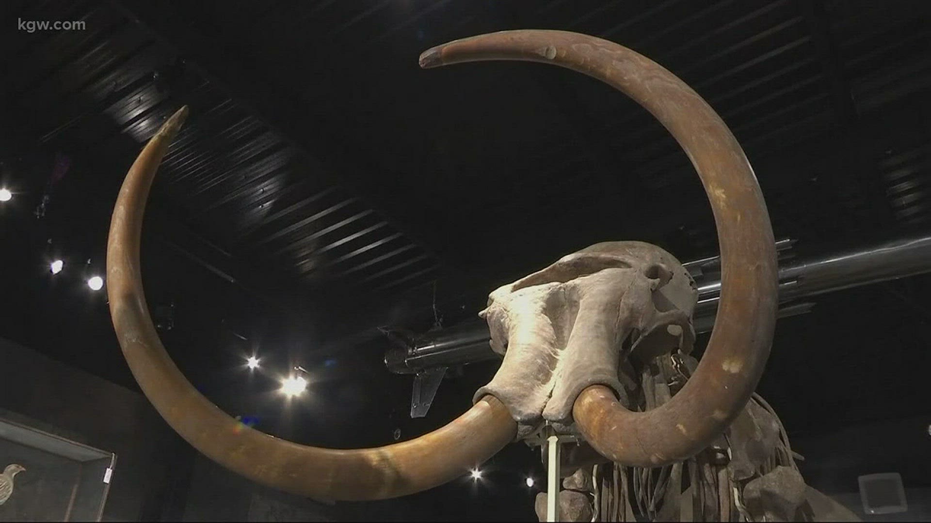 You can bid on a Woolly Mammoth family for $600k
