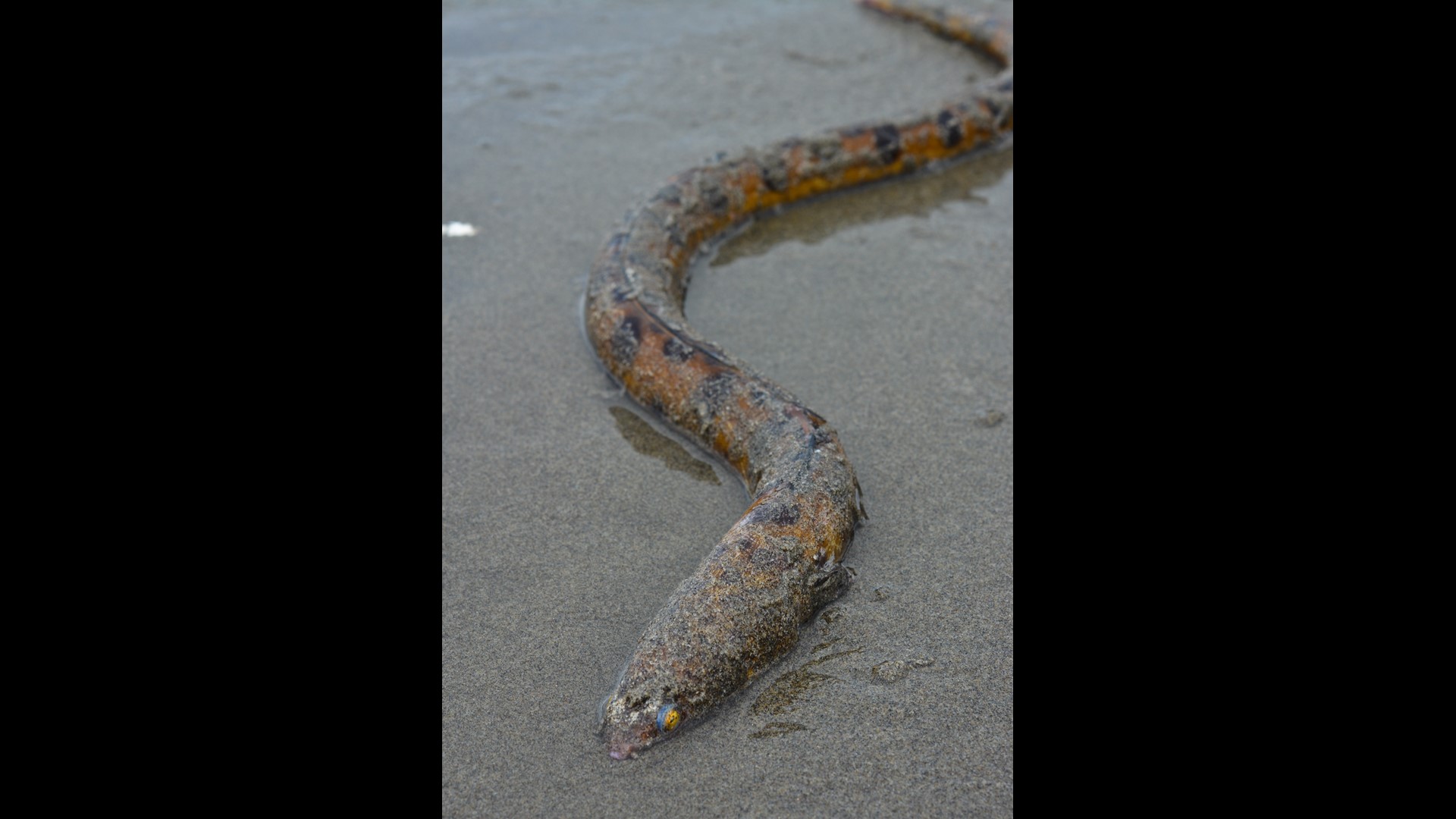 Rare sighting of Pacific snakeeel near Sunset Beach in Oregon
