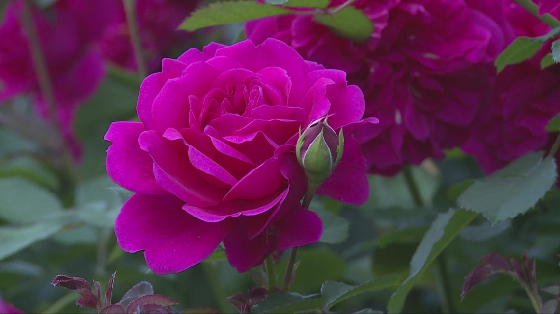 Concerns grow over condition of Portland's famed rose garden - Vimarsana News