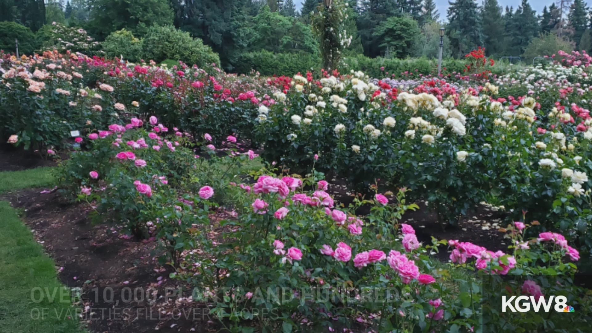 Eric Patterson visits Portland's renowned rose garden.