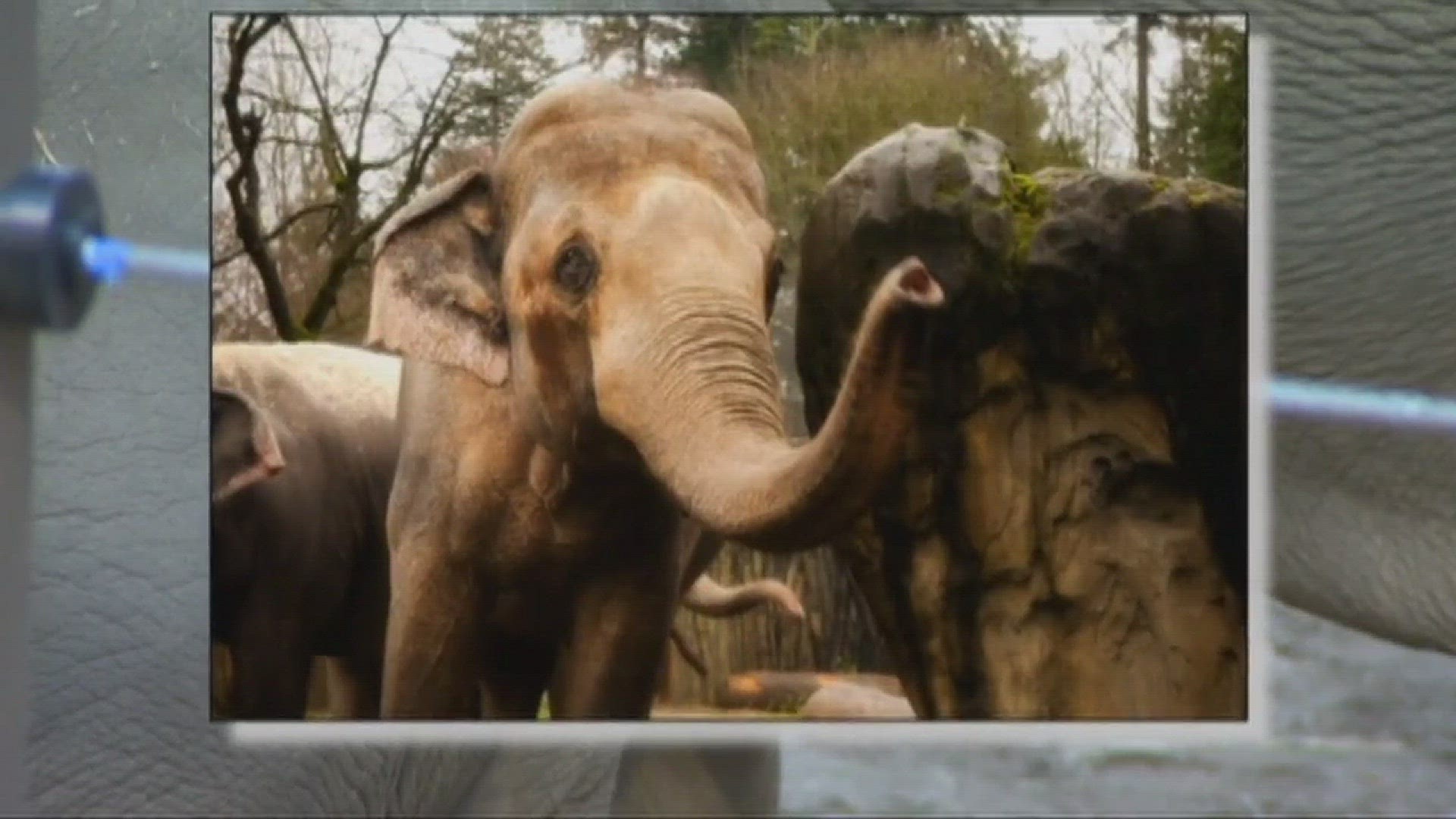 Tusko the elephant euthanized at Oregon Zoo