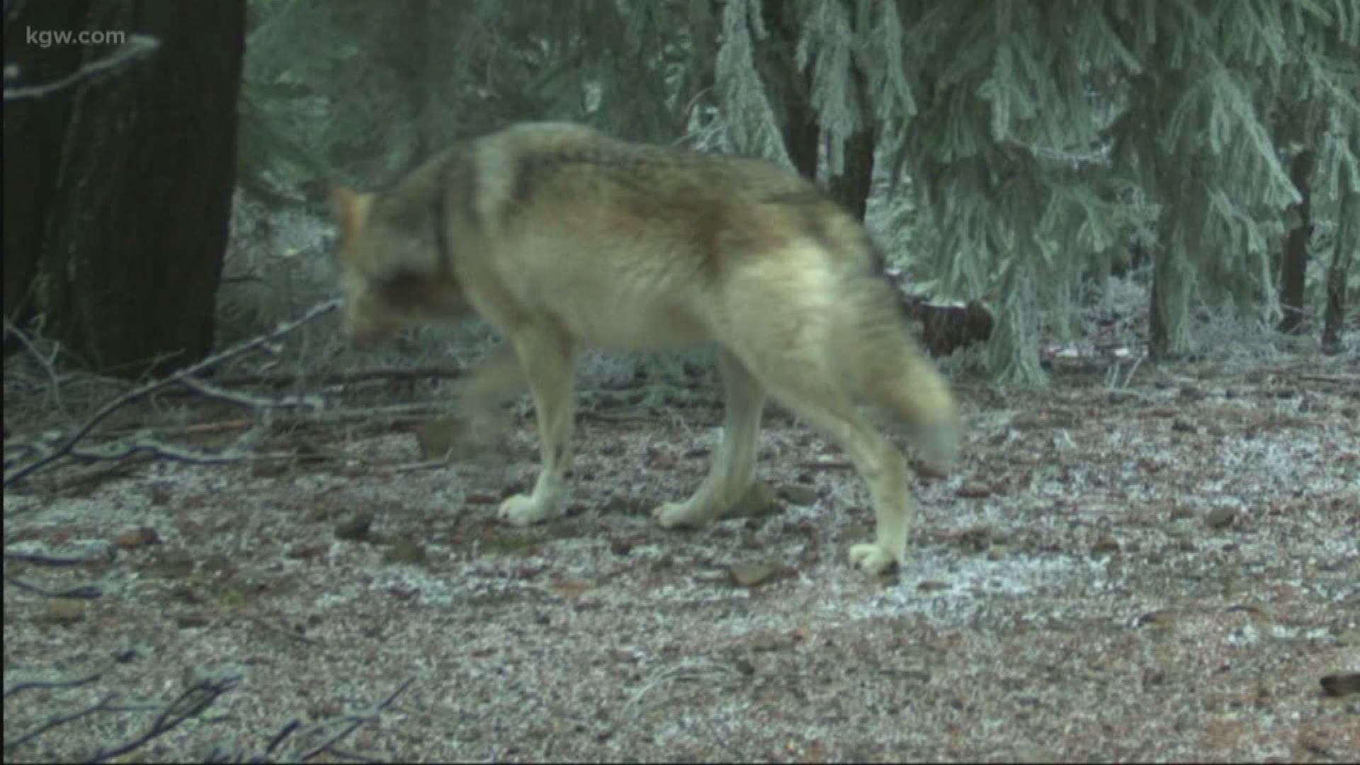 Wolves confirmed in Mount Hood area.