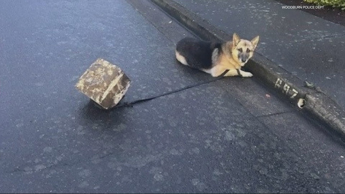 Abandoned dog chained to cement block in Woodburn | kgw.com