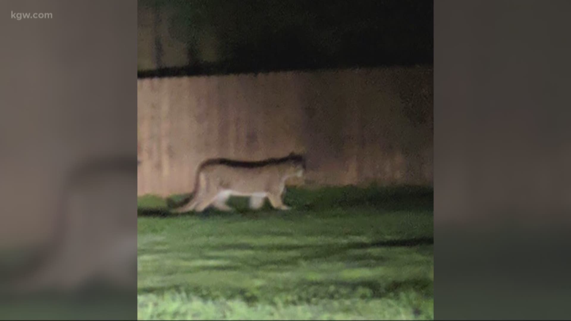 A cougar that attacked a child in Leavenworth, Washington has been found and euthanized.