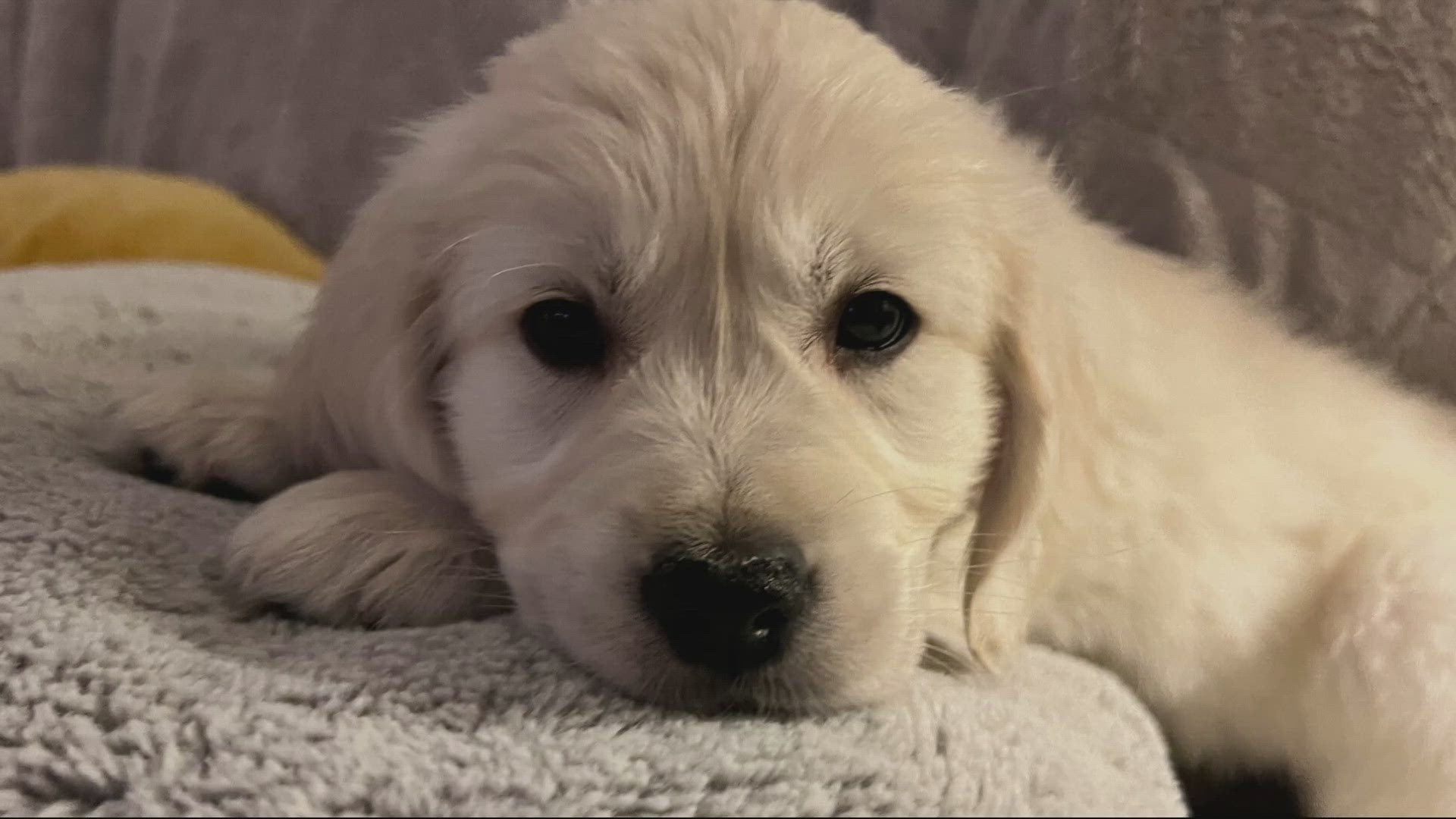 At Finley Sunset Hills Mortuary & Sunset Hills Memorial Park in Southwest Portland, Finney, a 7-month-old English Cream, provides emotional support to all.