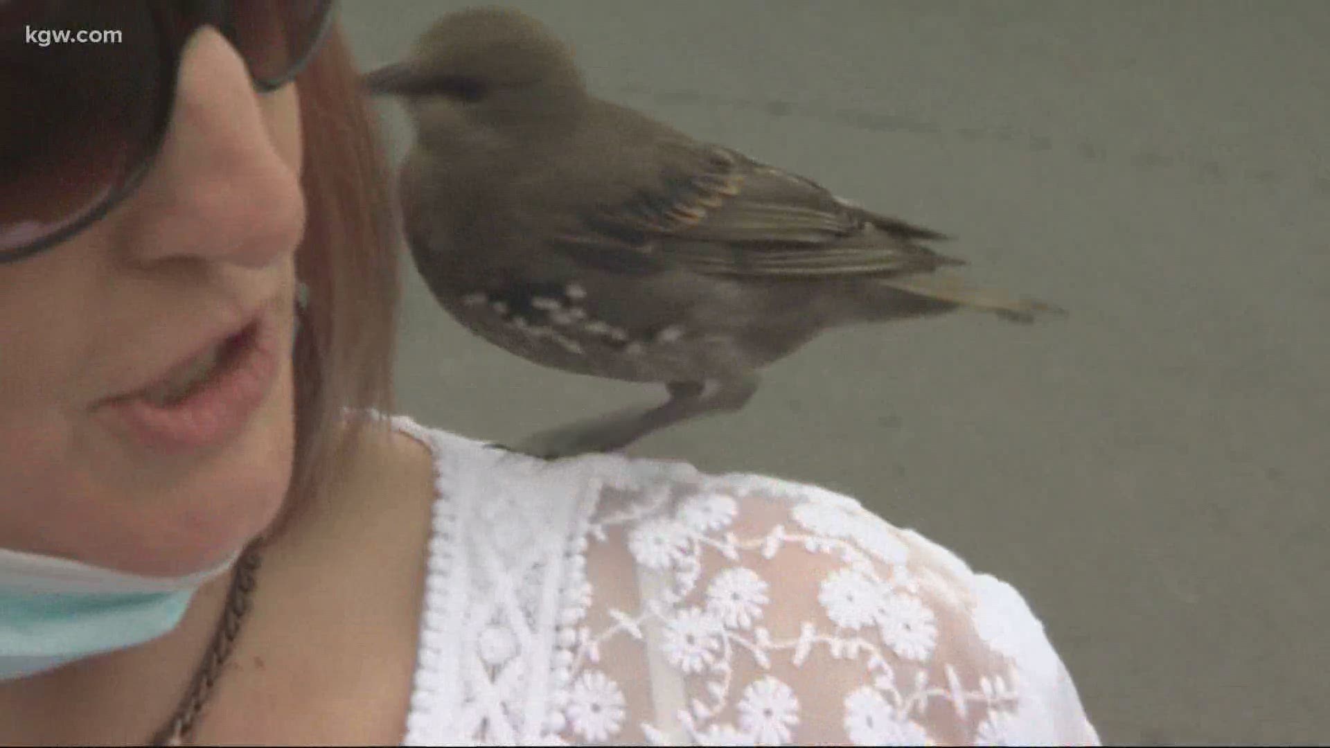 An orphaned starling raised by humans is making his rounds, and a ton of new friends, in Sandy.