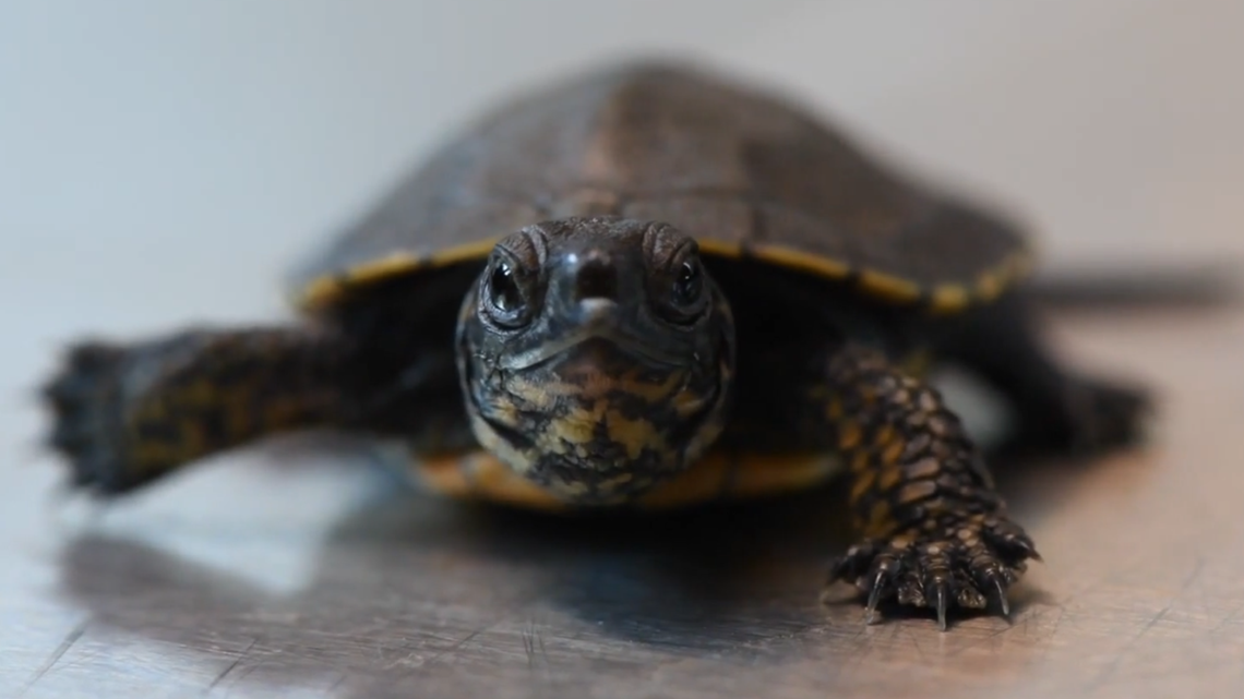 The Oregonian: Inside the Preserve That's Bringing Baby Turtles