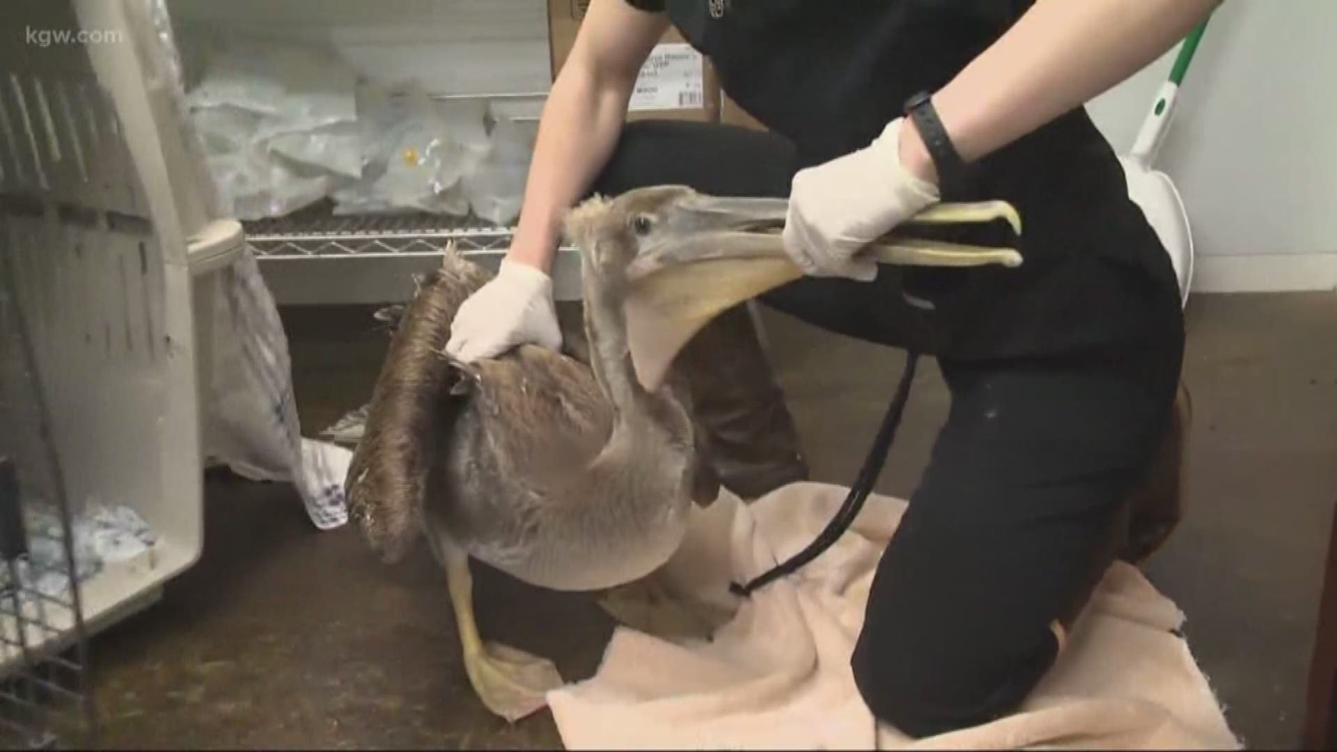 Migrating pelicans were found starving, and are being nursed back to health.