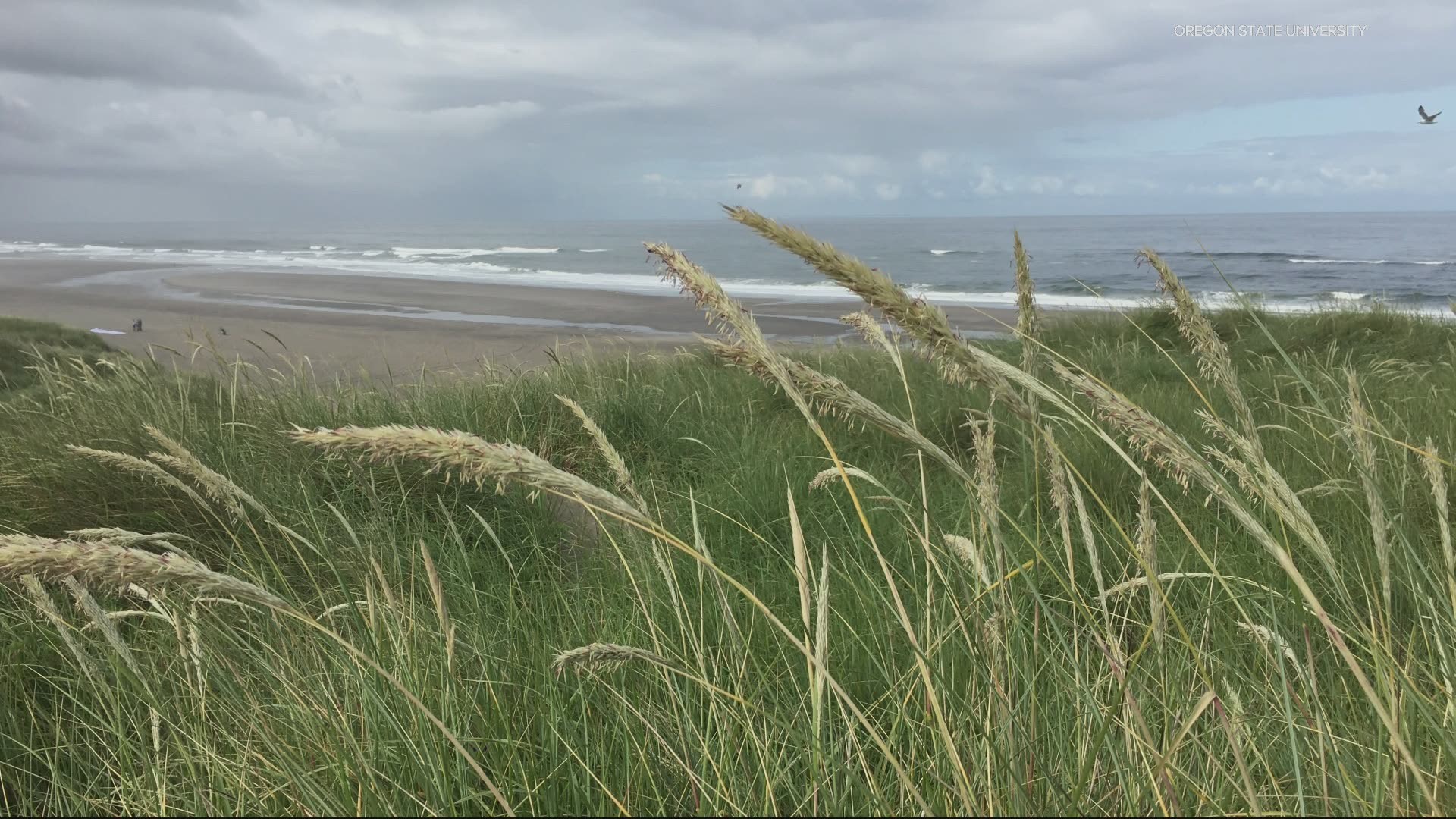 There’s a new hybrid beachgrass discovered on the Oregon and Washington coasts. Keely Chalmers explains how the invasive species could impact coastal communities.