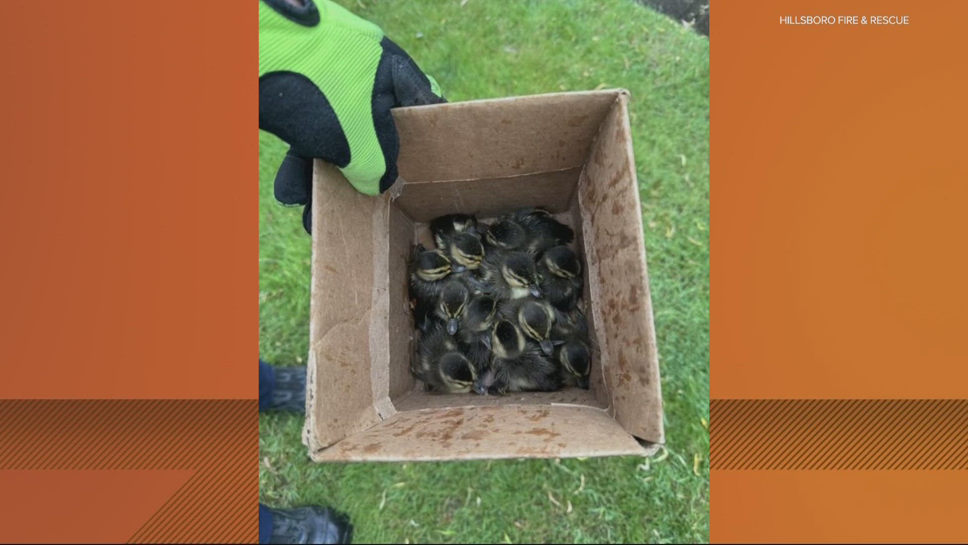 Eleven ducklings got trapped Friday evening but were pulled out by Hillsboro Fire and Rescue.