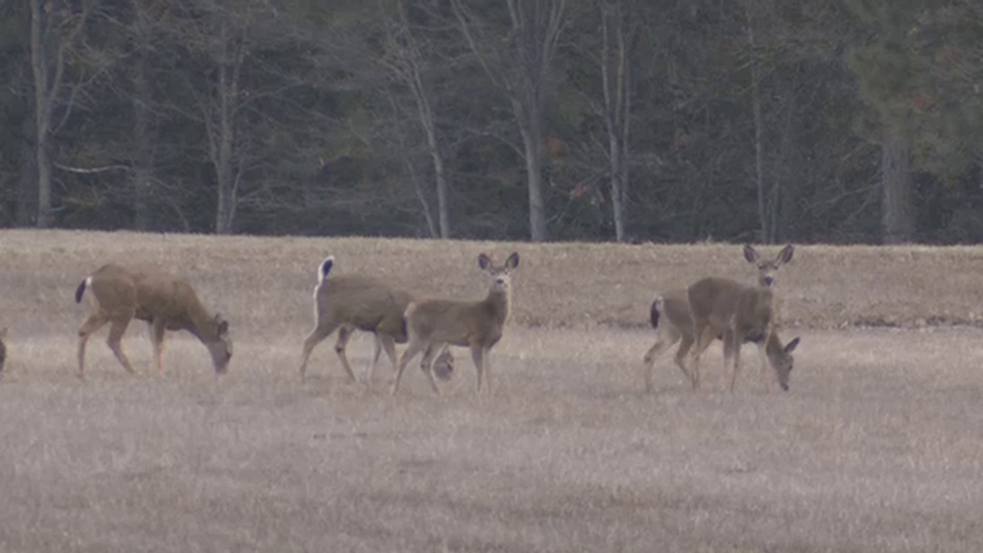 The other side of Mt. Hood Oregon's White River Wildlife Area
