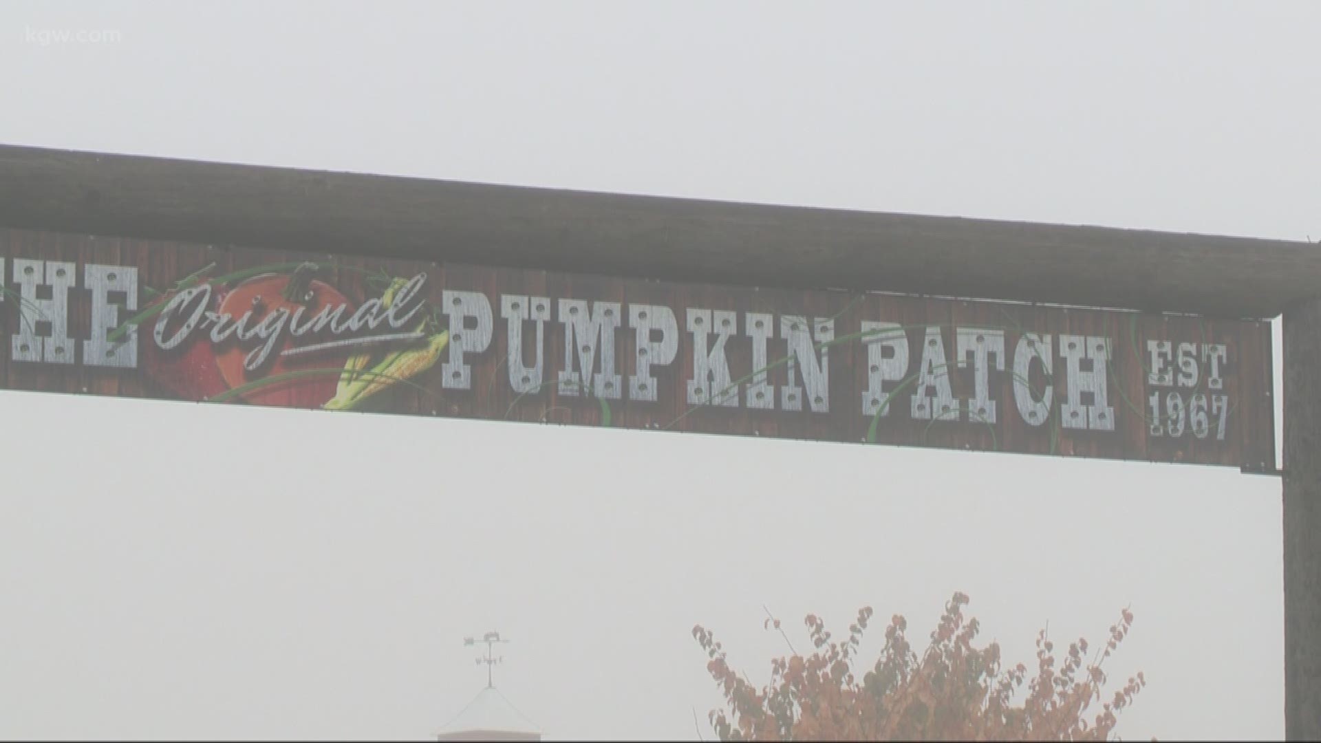Out and About: Pumpkin patch on Sauvie Island
