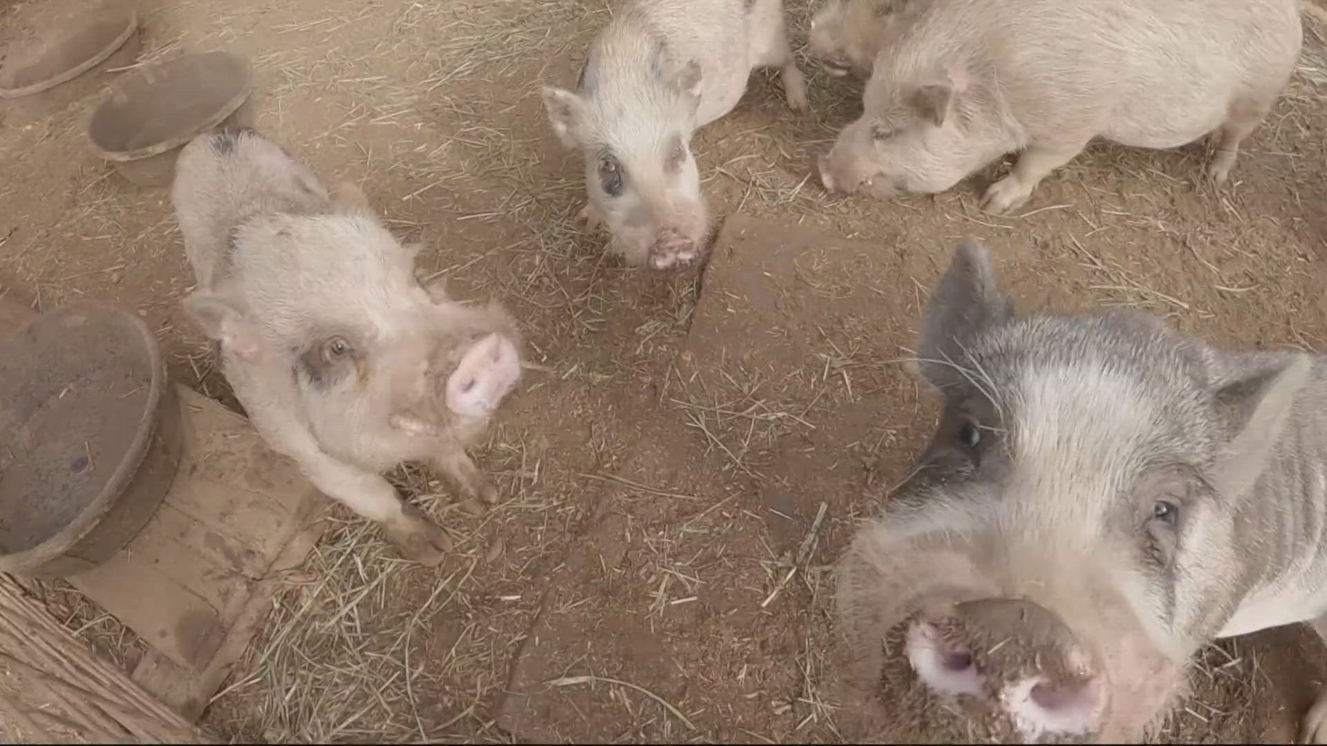 Out to Pasture Sanctuary in Estacada, Oregon rescued 20 pigs from a home's backyard in Gresham after the owner breeding them said that supply out grew demand.