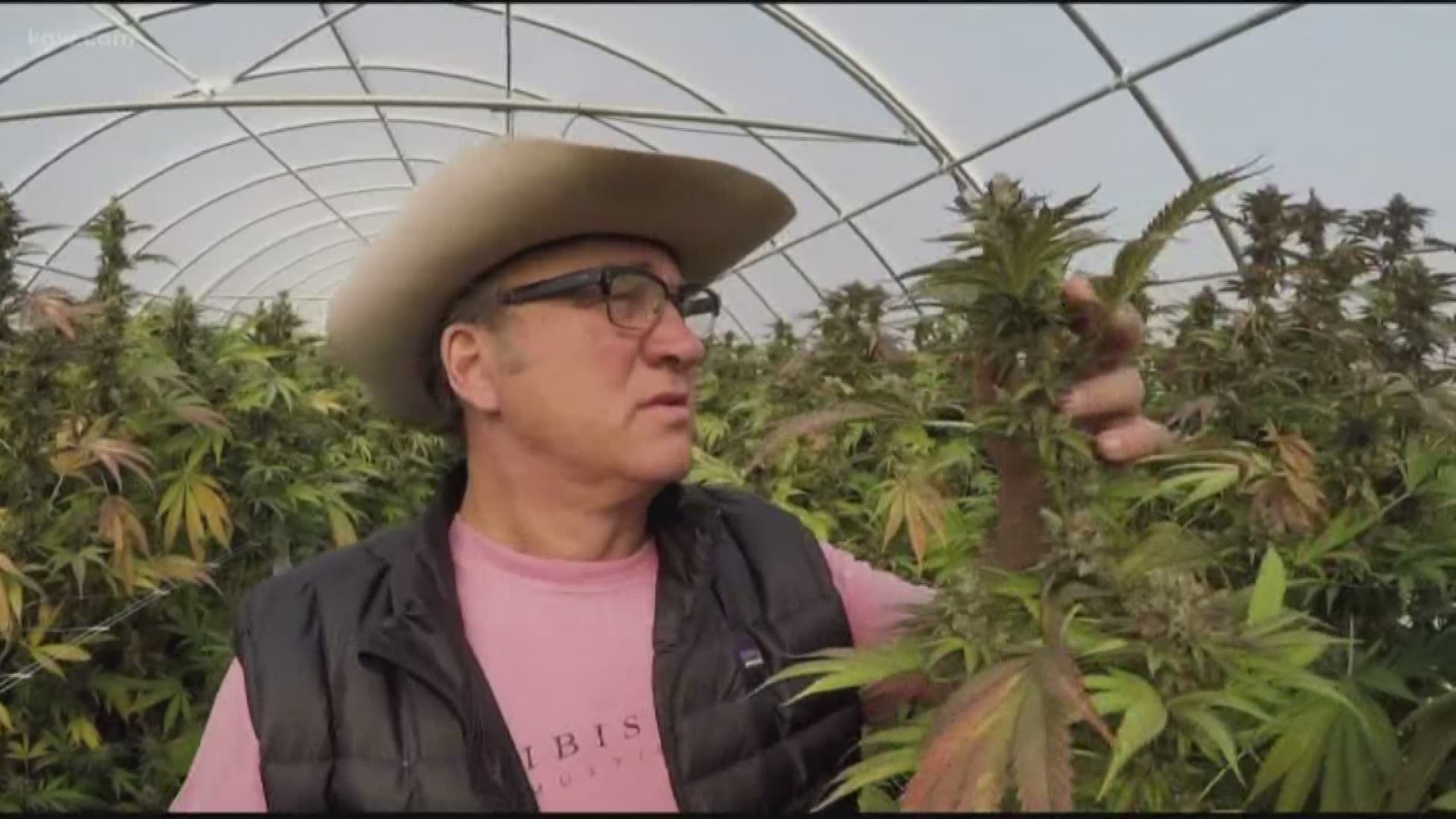 Jim Belushi's grow operation, Belushi's Farm, covers 93 acres in the Southern Oregon town of Eagle Point. It's a place he's grown very fond of and where spends around 10 days of each month.