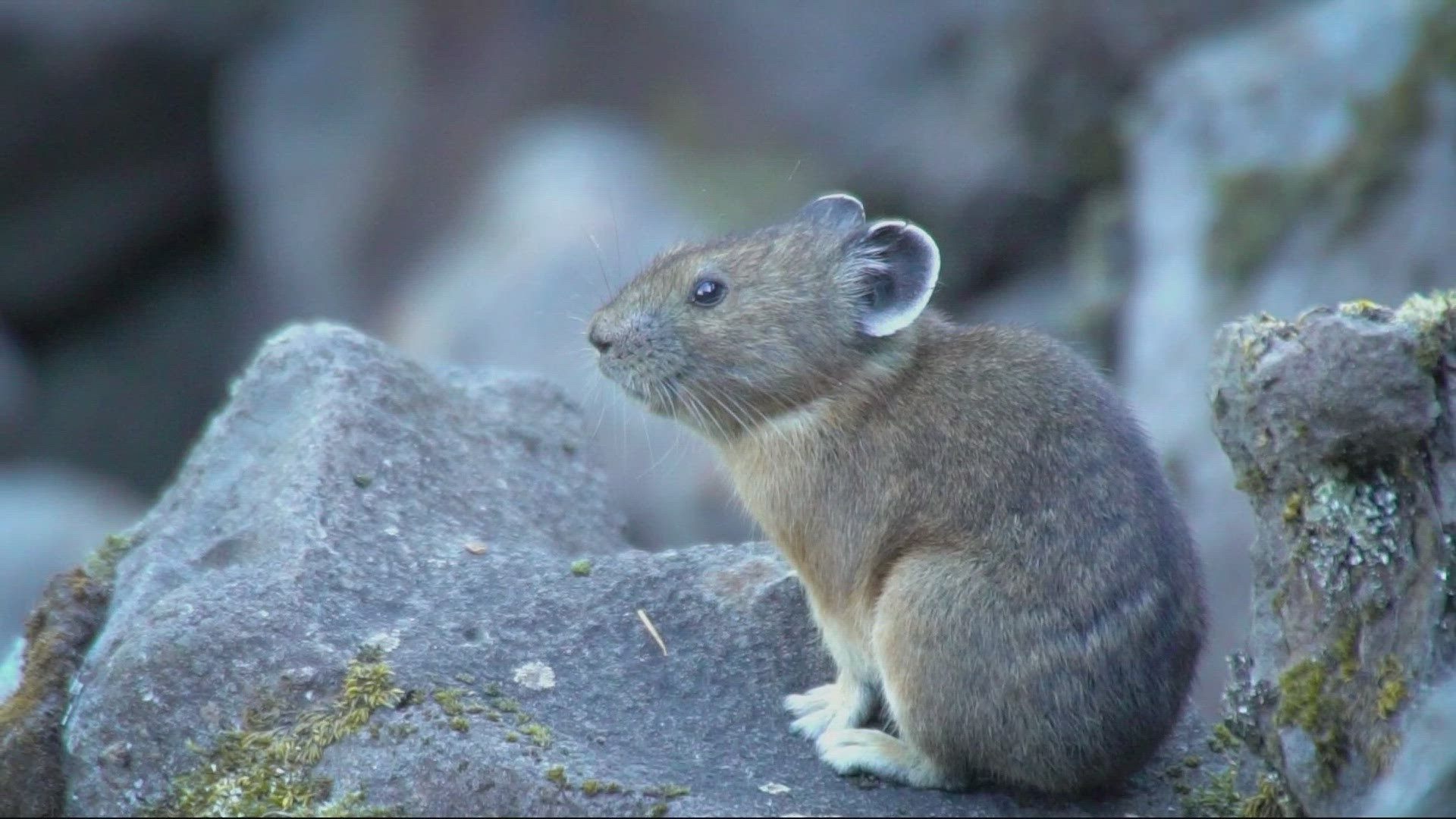 Pika's population is rising on the Columbia River Gorge since the 2017 Eagle Creek Fire. The squeaky potato-sized mammals can be spotted on rocky mountain slopes.