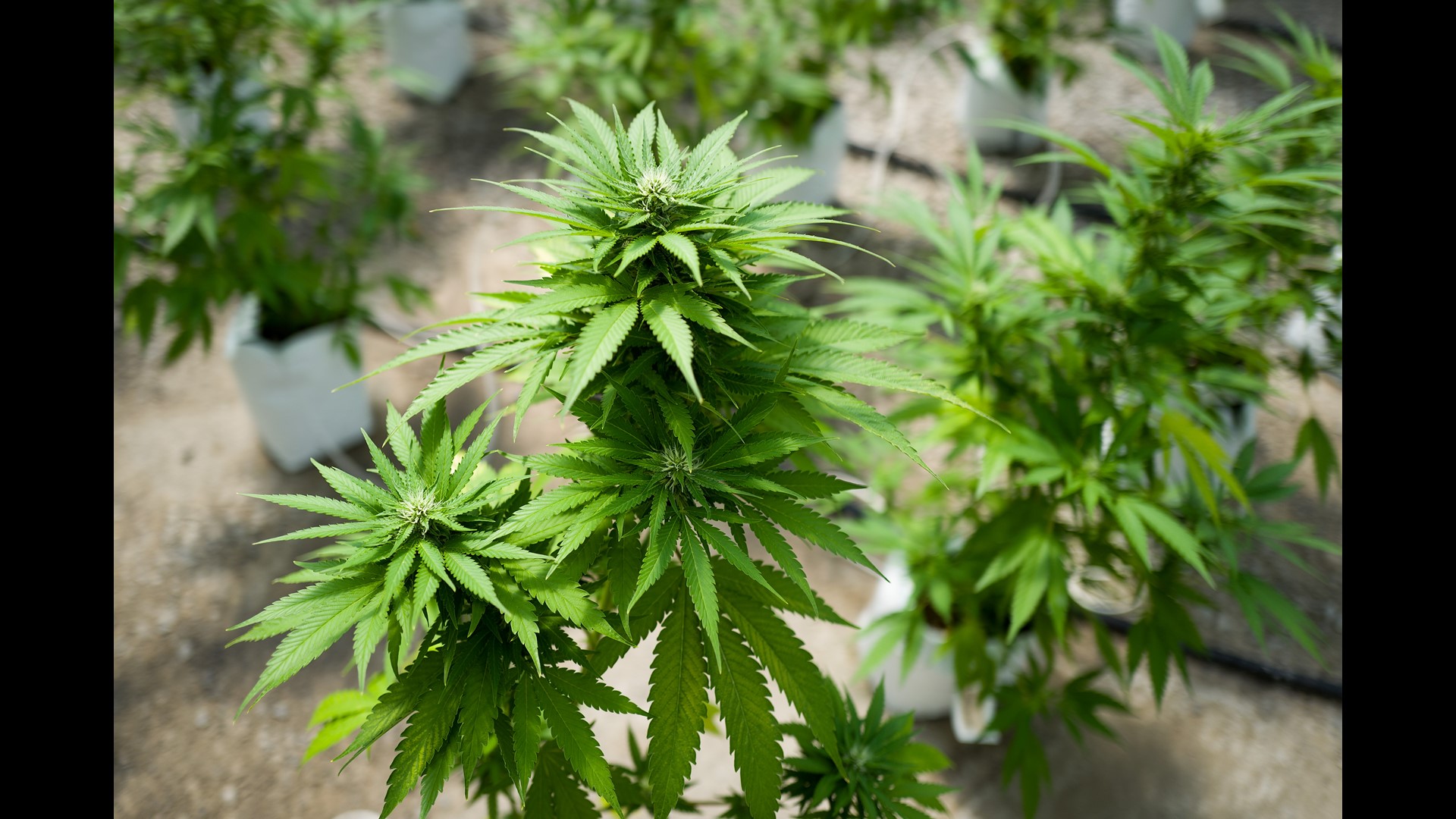 Wash. marijuana store shut down for not paying taxes