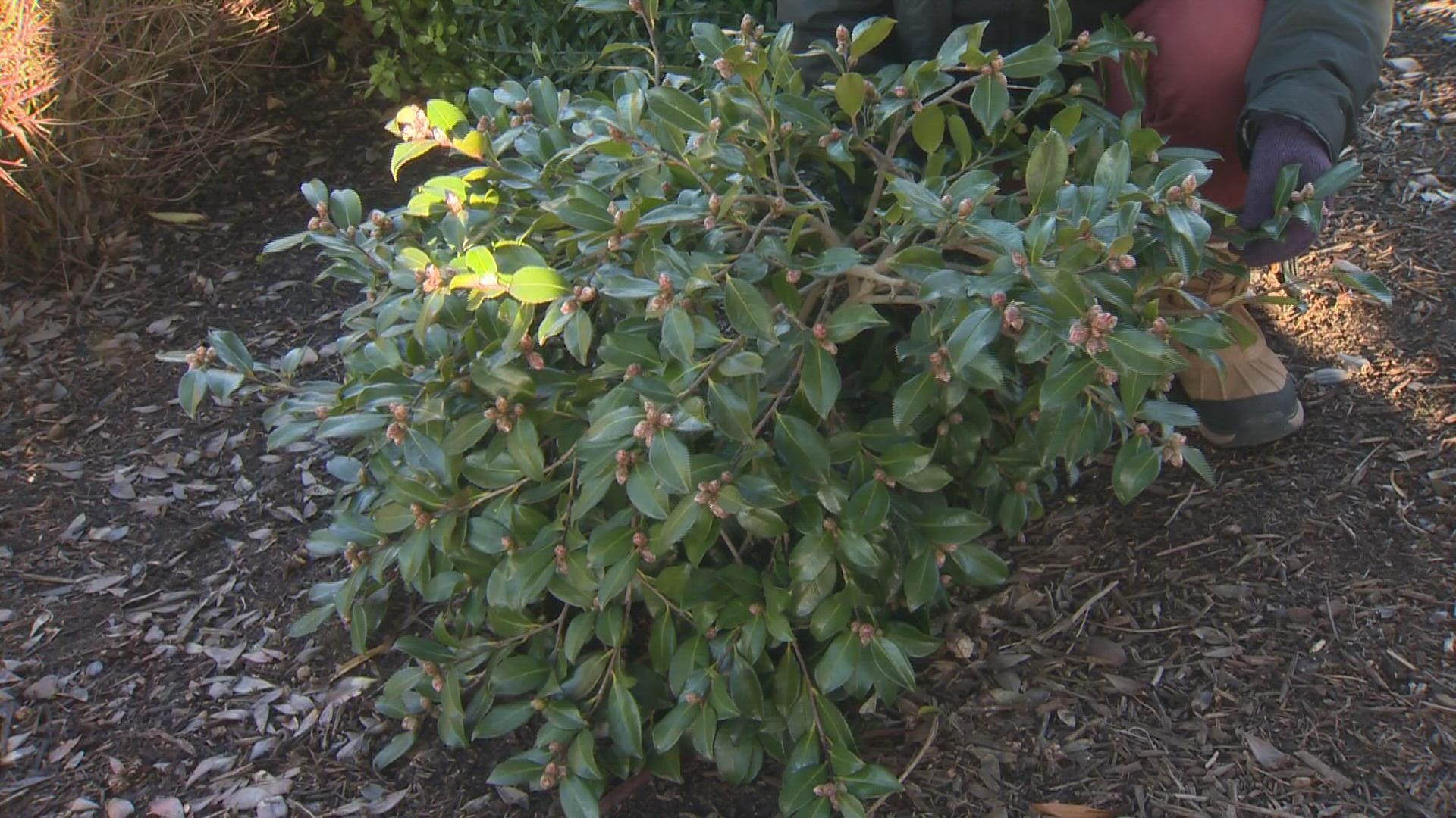 How to prepare your garden for cold, freezing temperatures