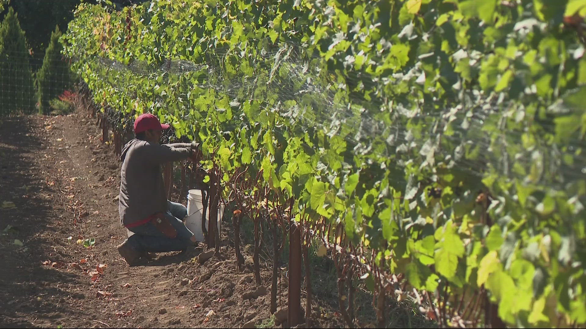 In West Linn, a winemaker believes this area with its unique soils could make "the best Chardonnay in the world."