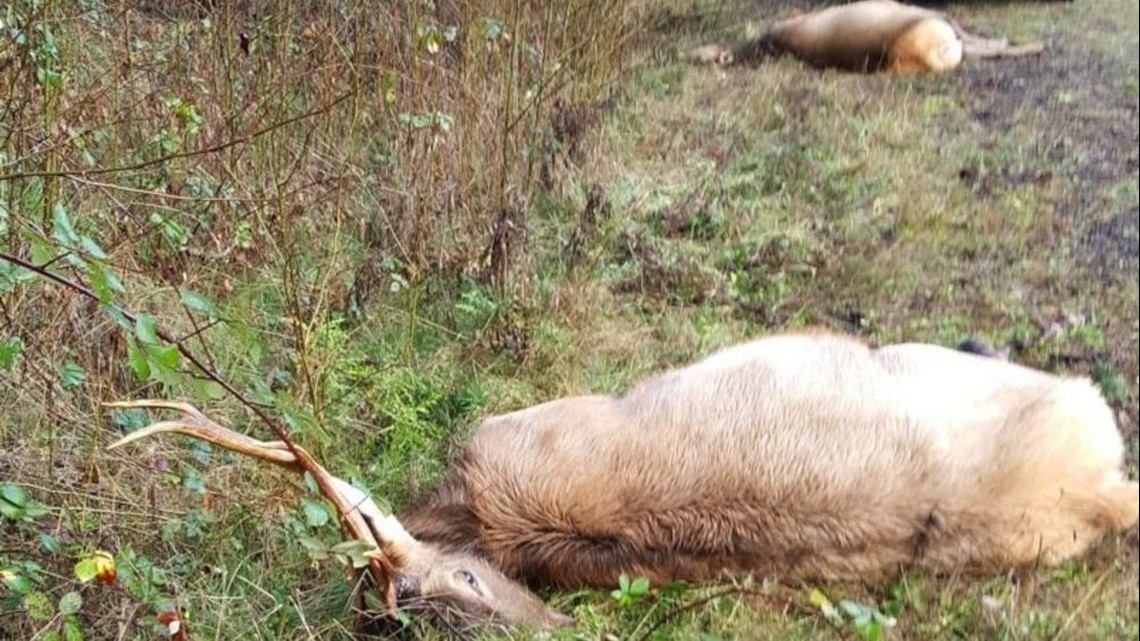 Oregon hires first anti-poaching special prosecutor - Vimarsana News