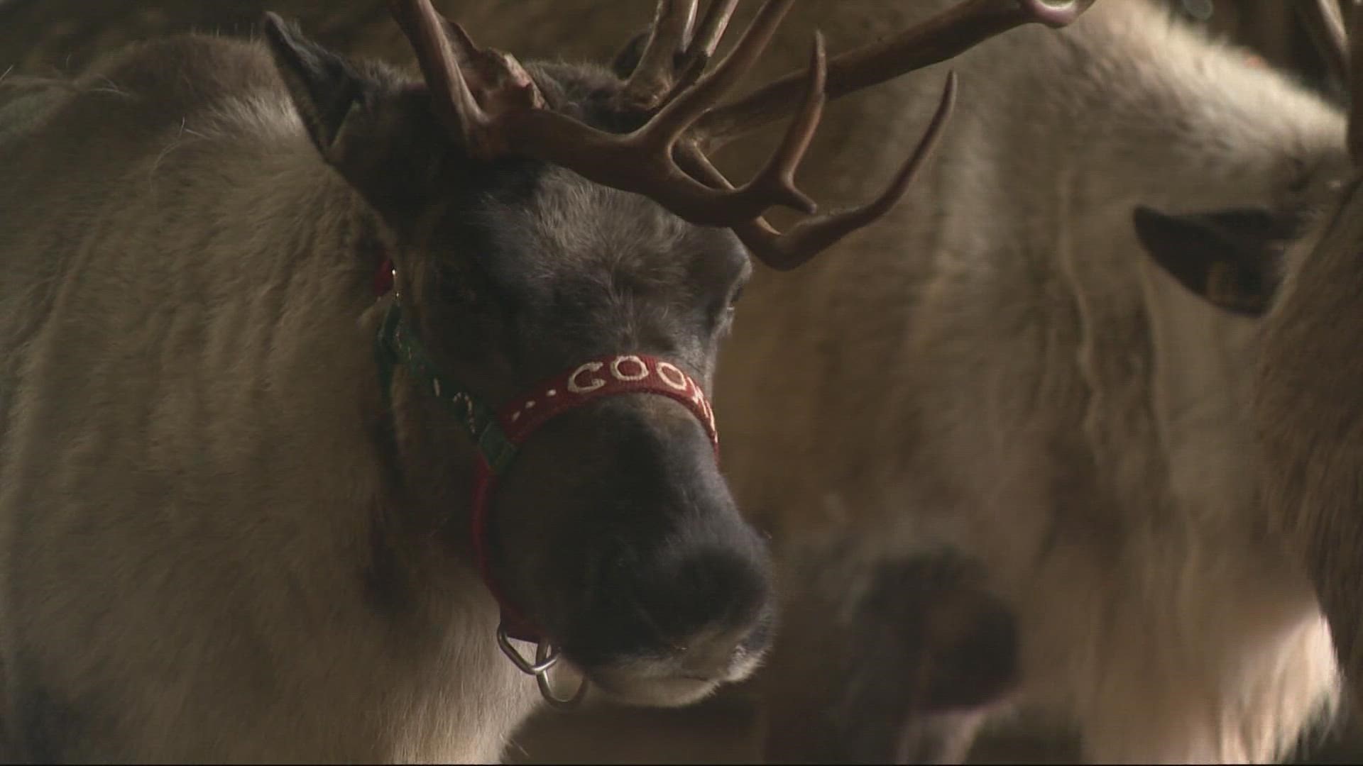 Oregon farm raises reindeer year-round for holiday visits 