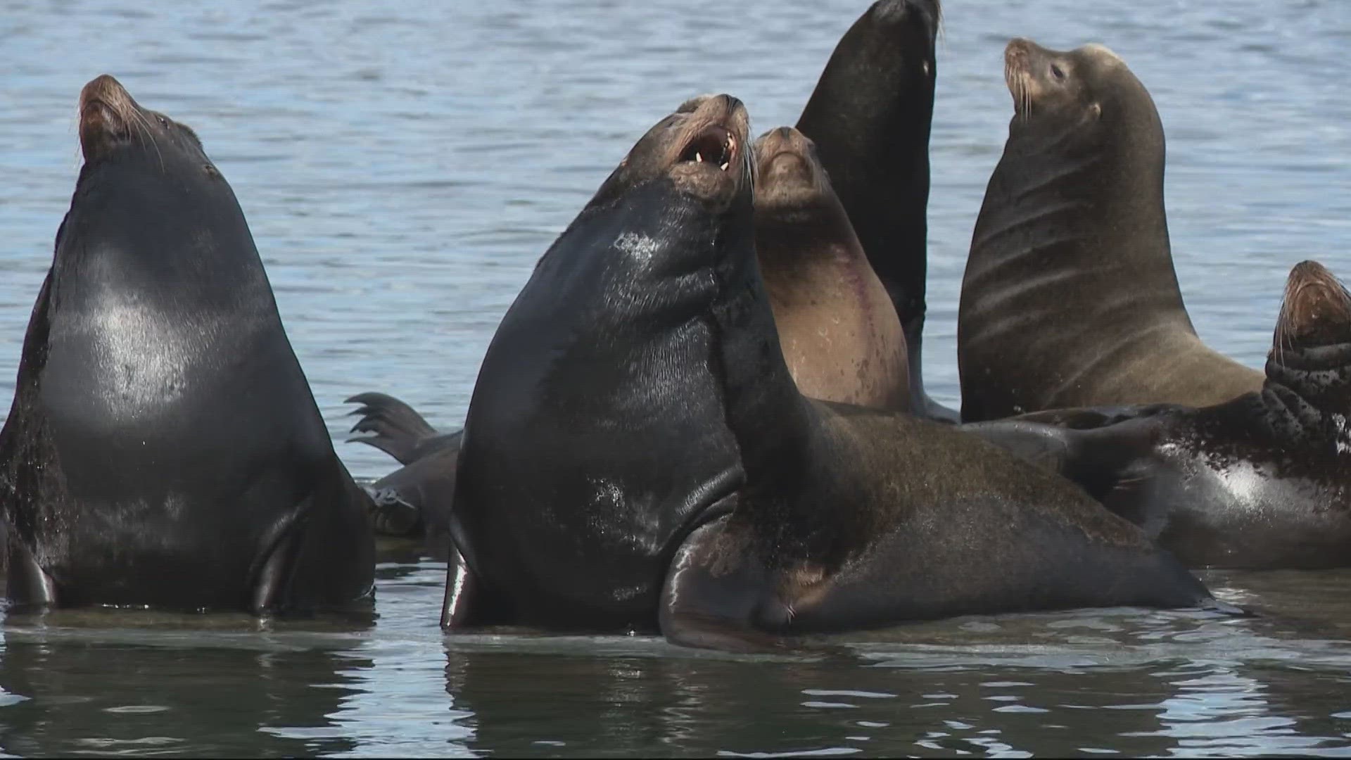 Sea lion experts say it's likely that they're following a food trail up the Columbia River.