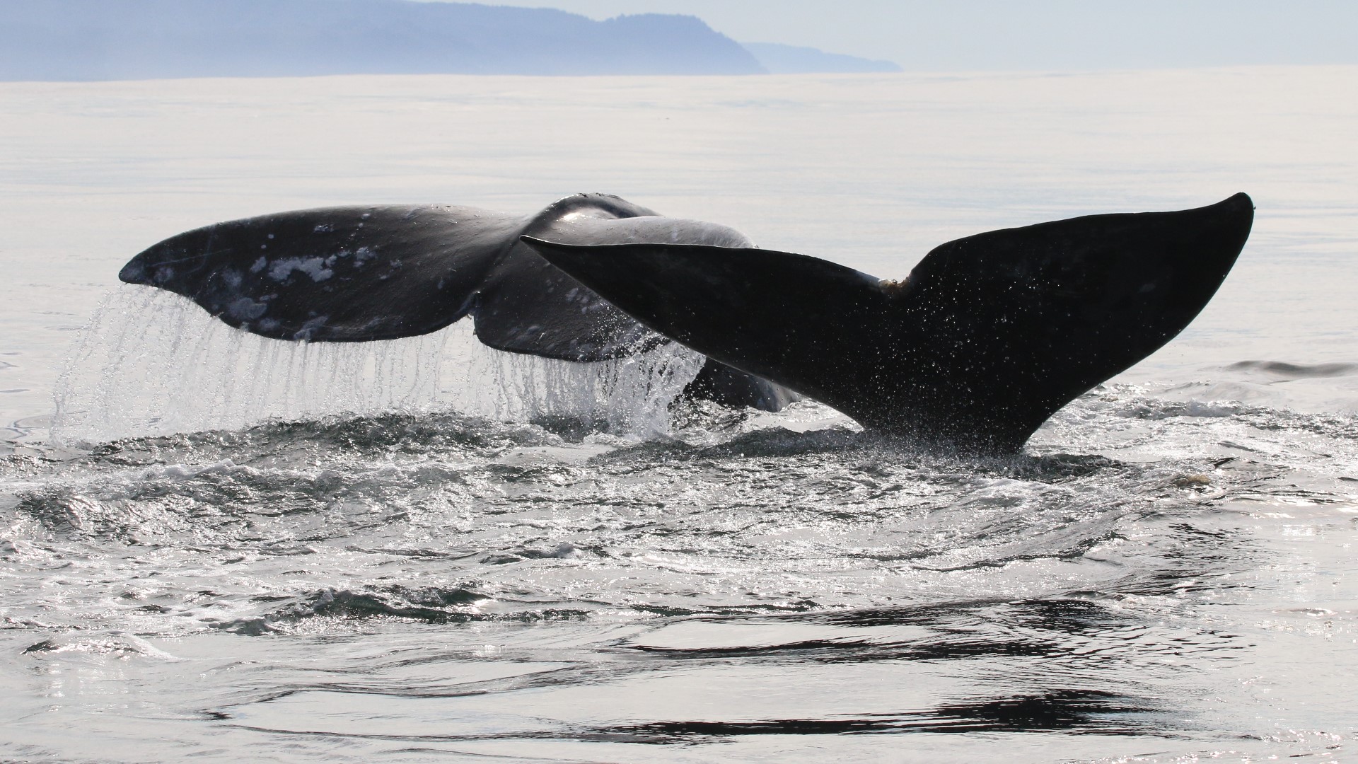 Drones and GoPros track gray whales off Oregon Coast