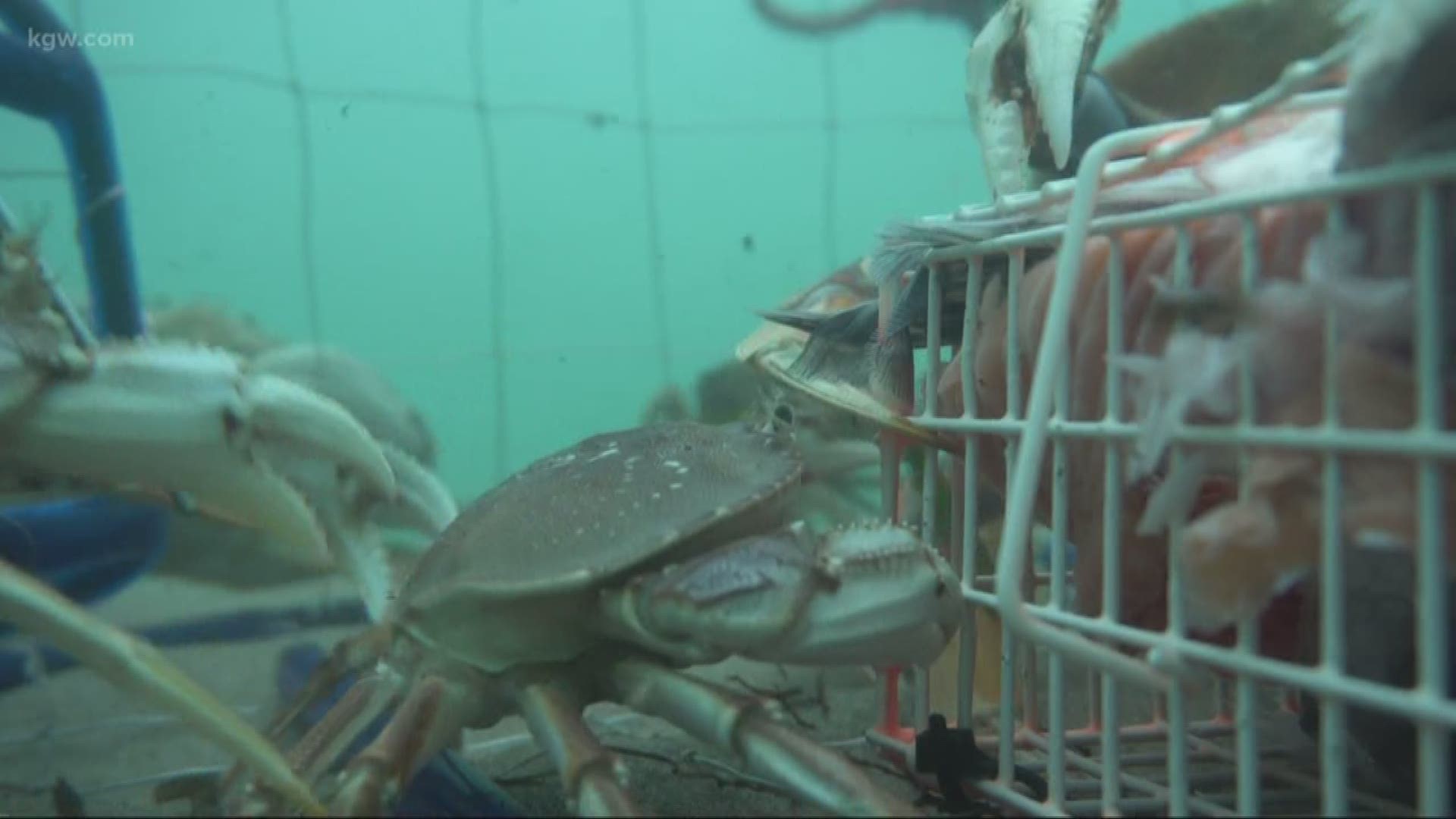 Grant McOmie goes crabbing at the mouth of the Columbia River with guide Bill Monroe Jr.