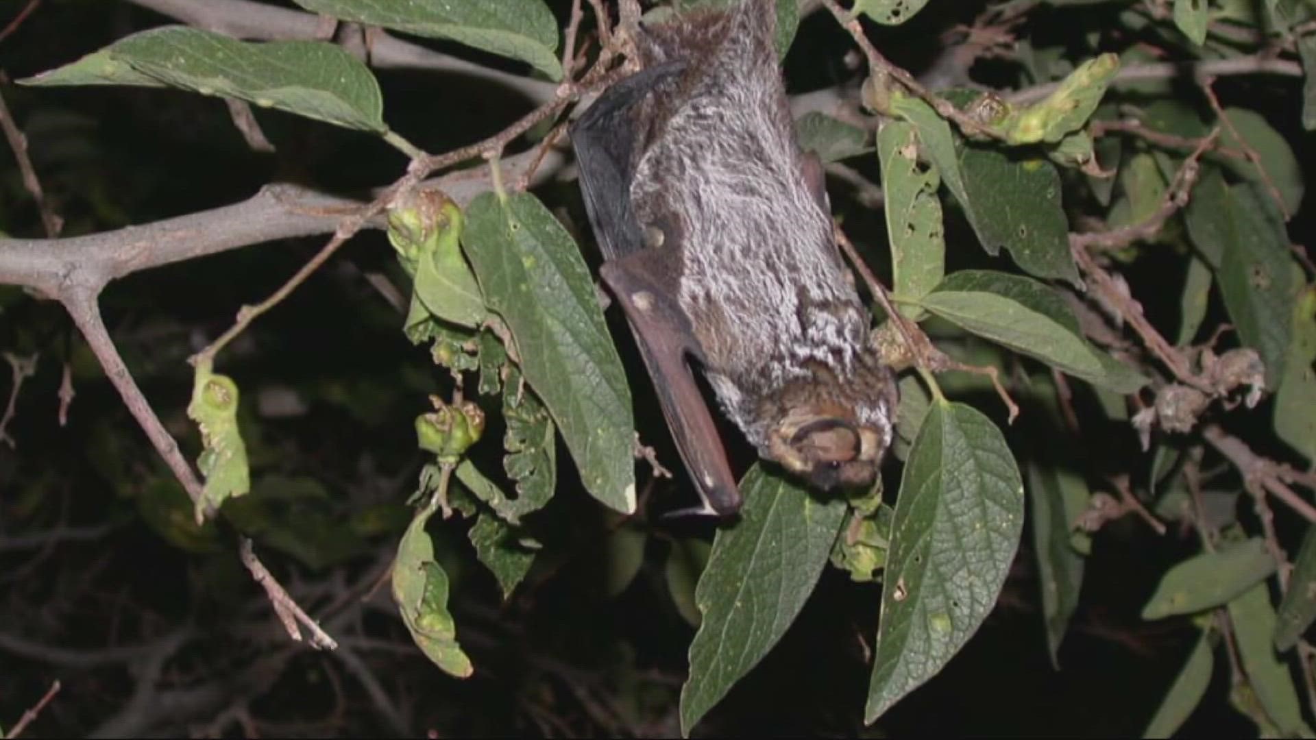 The bats were found in Multnomah and Washington counties. Health officials advise pet owners to make sure their animals are up to date on vaccines.