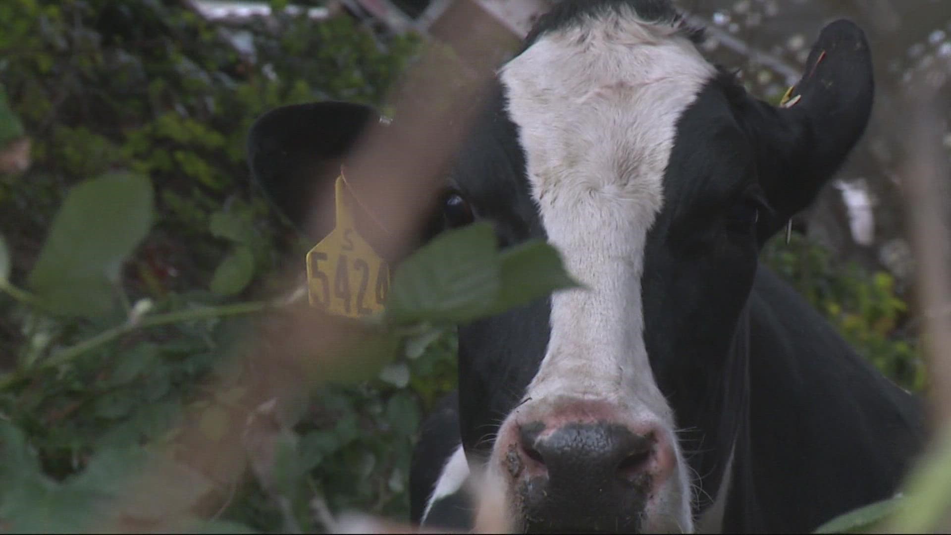 An accident shut down I-5 near Wilsonville for hours as authorities tried to wrangle cows off the road.