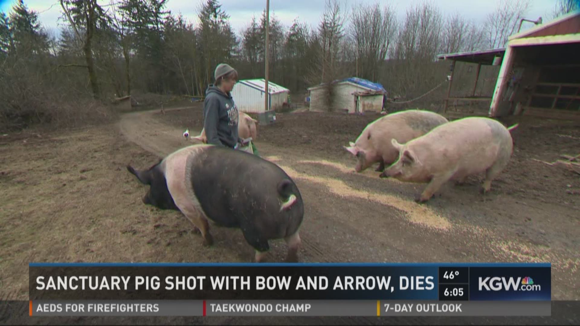 Sanctuary pig shot with bow and arrow