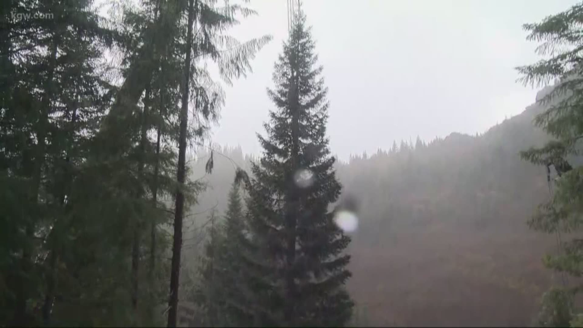 The Capitol Christmas tree was cut down in an Oregon forest.