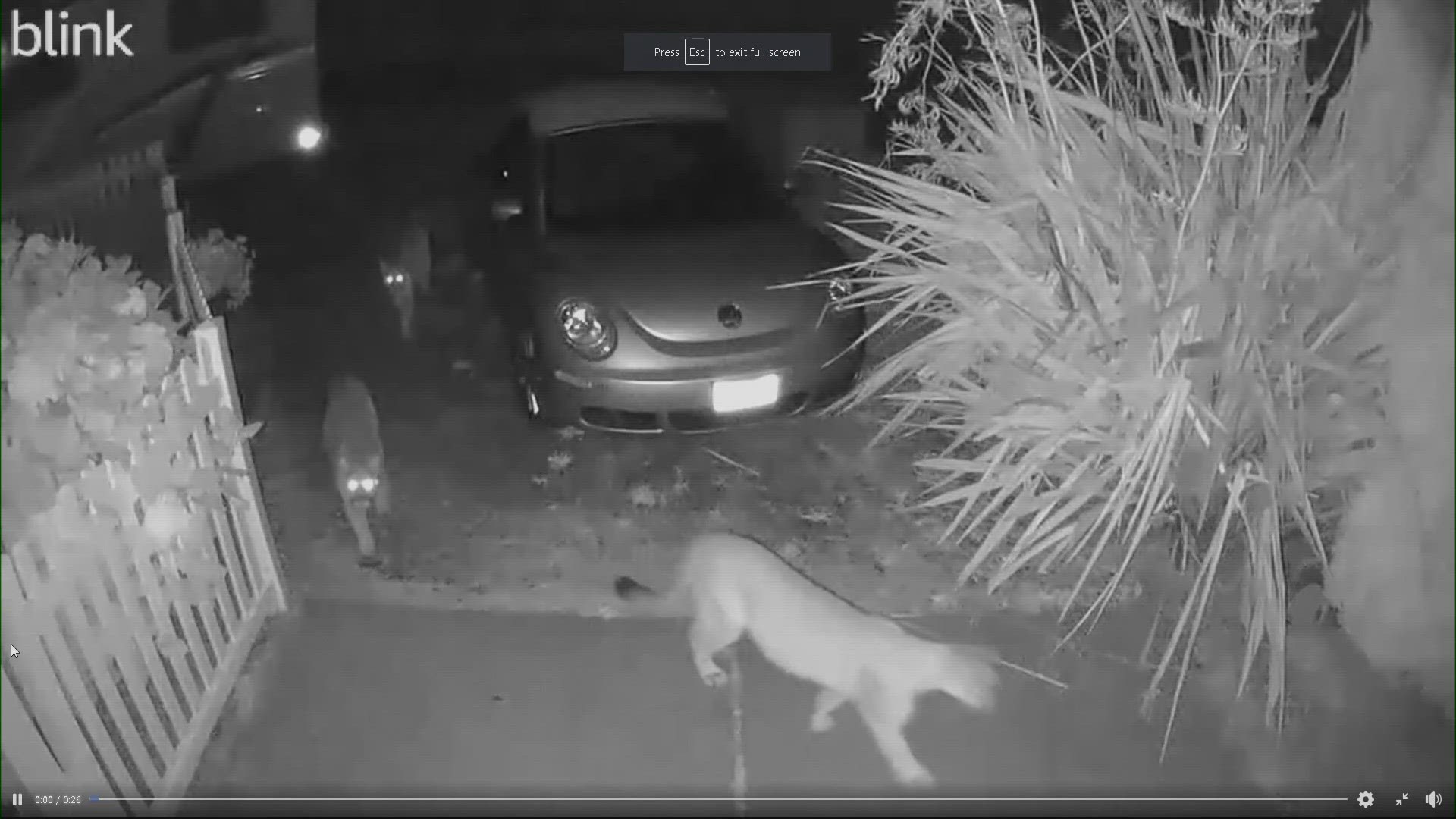 The camera captured the three cougars early Saturday morning in Neskowin, Ore. near the coast.