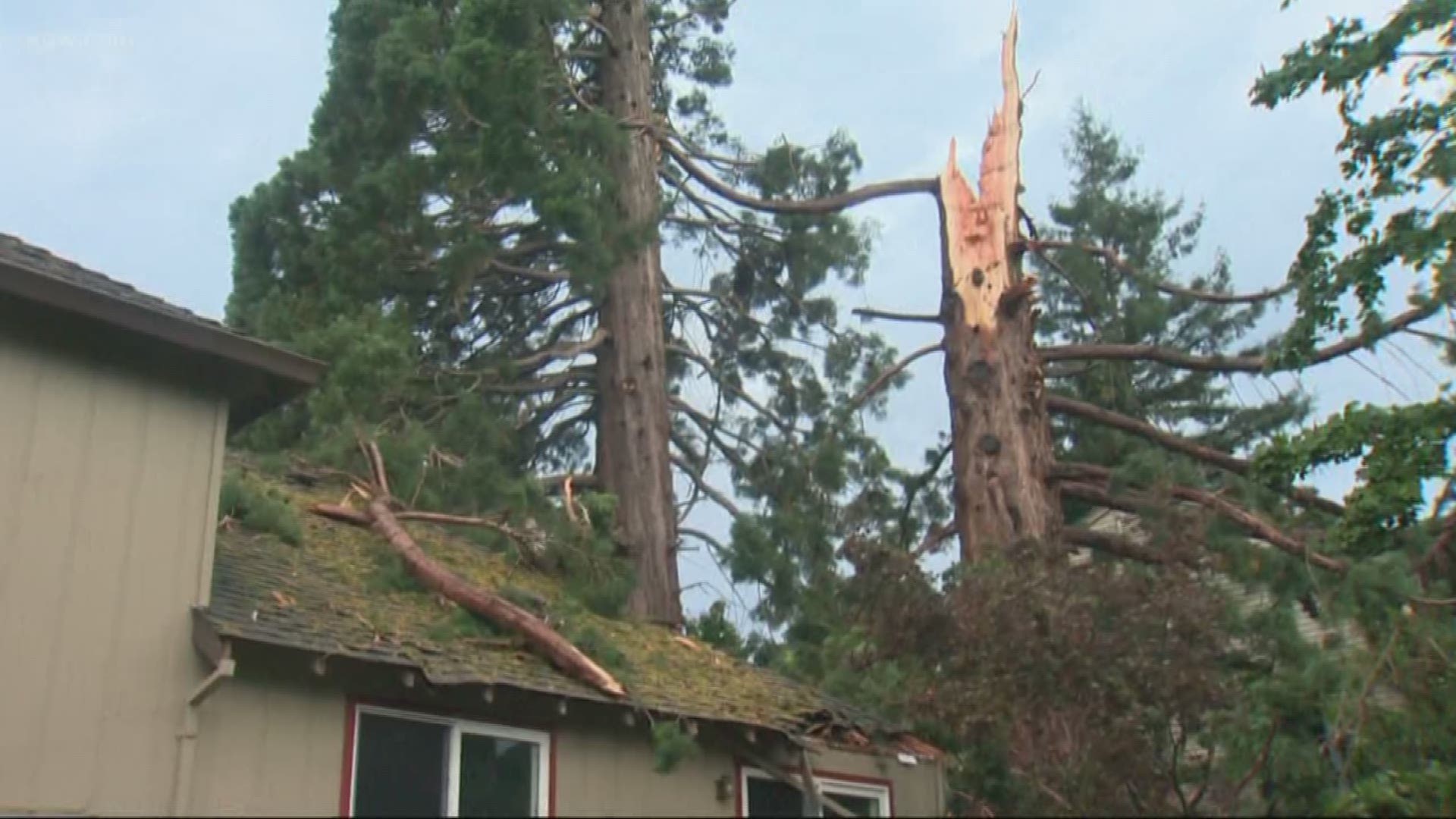 Residents in a Gladstone neighborhood knew they were in the midst of a monster lightning storm. They found out just how close when a sequoia tree was split into pieces.