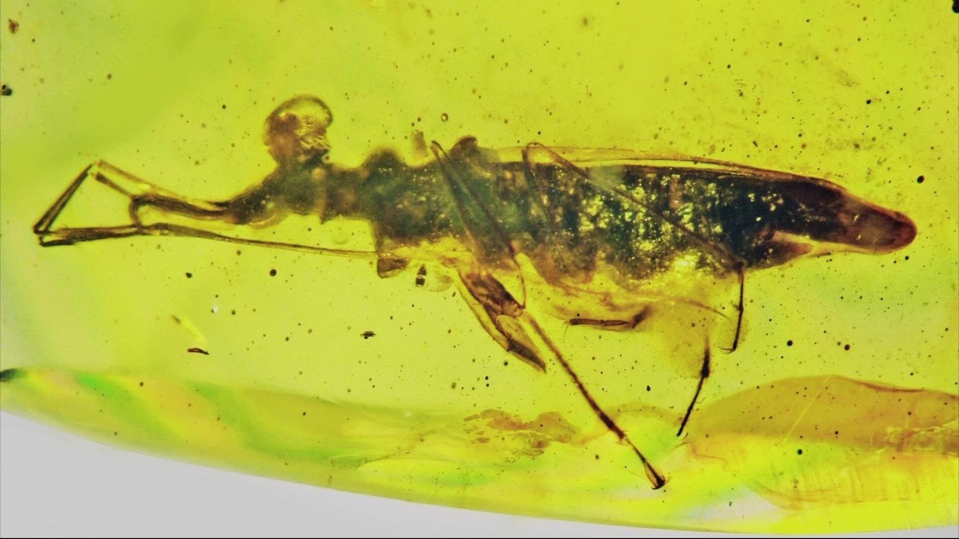 The insect is 100 million years old, preserved in fossilized tree resin or “amber.” An OSU researcher got to study and name the bug.