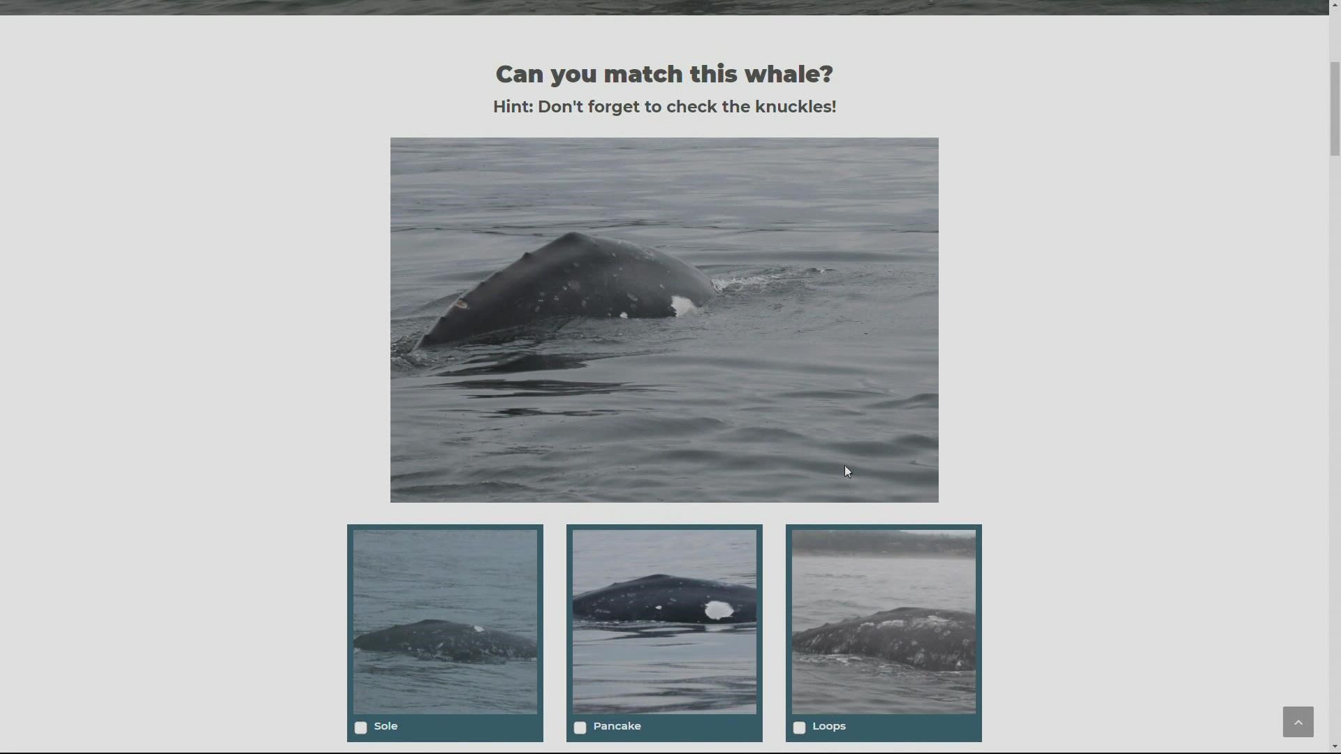 The “IndividuWhale” website introduces visitors to some of the most iconic whales living off the Oregon Coast.