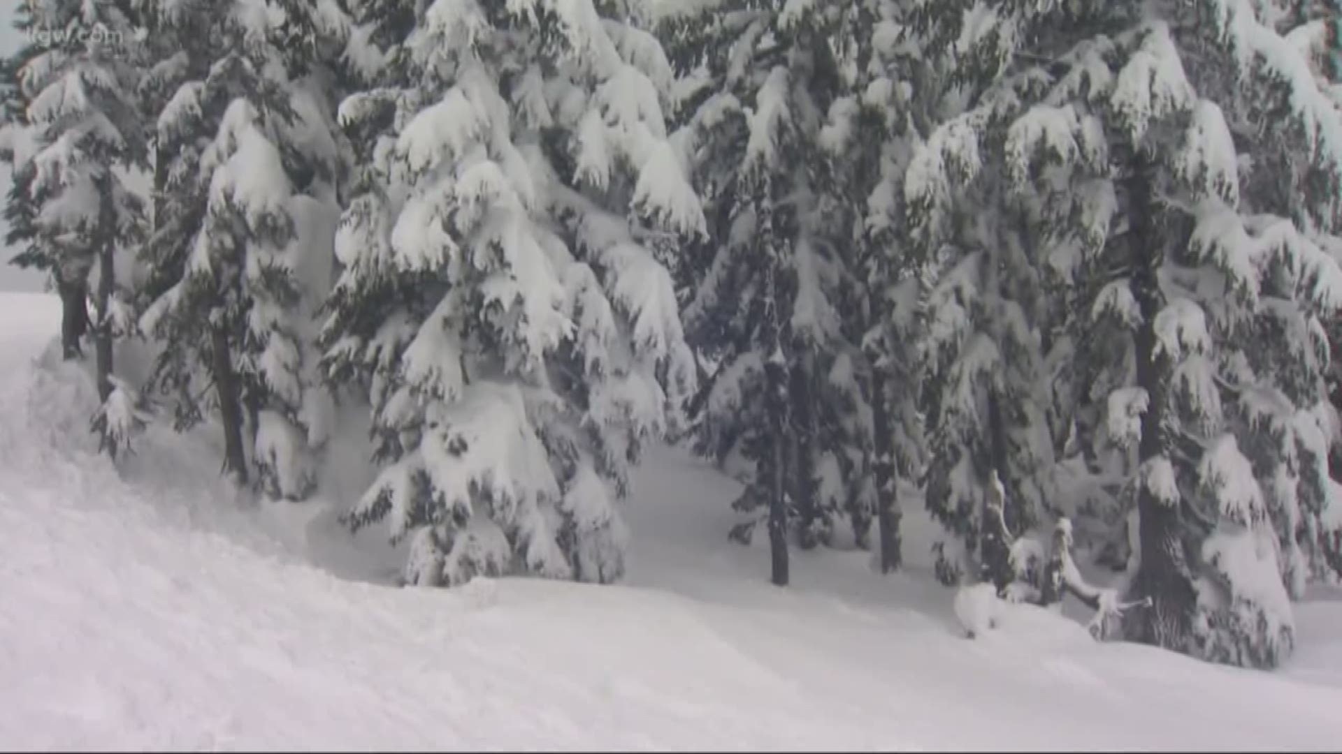 A snowboarder died after hitting a tree well on Timberline.