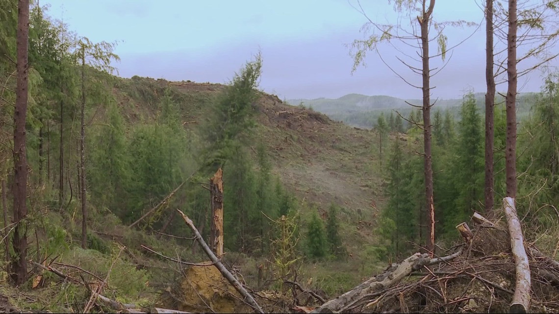 Federal government pushes to open millions of acres to logging in Oregon