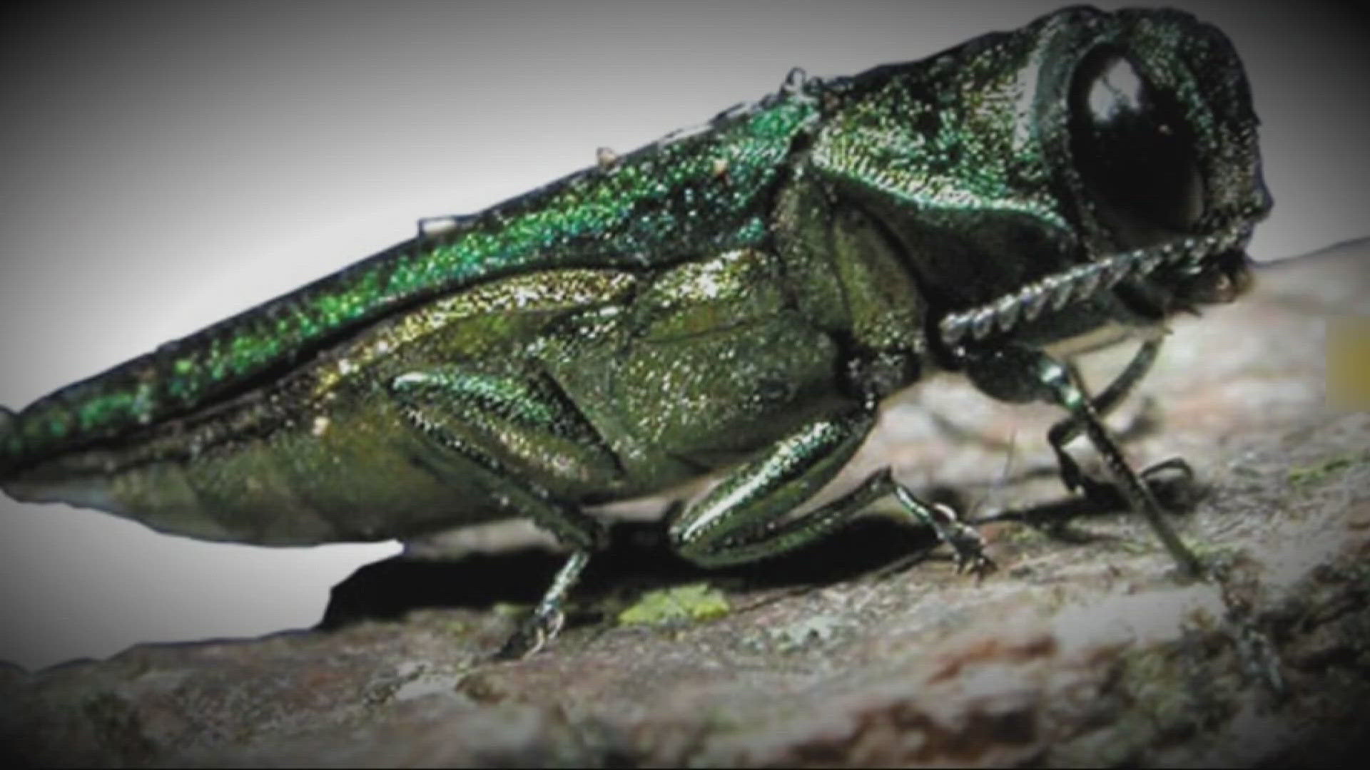 The species was discovered in Forest Grove a couple years ago but have been confirmed to be in Yamhill and Marion counties, and likely in Clackamas County.